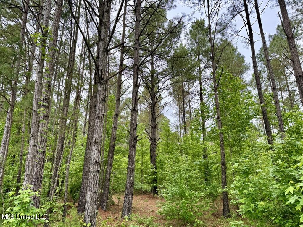 0010 Mount Carmel Road Road, Daleville, Mississippi image 22