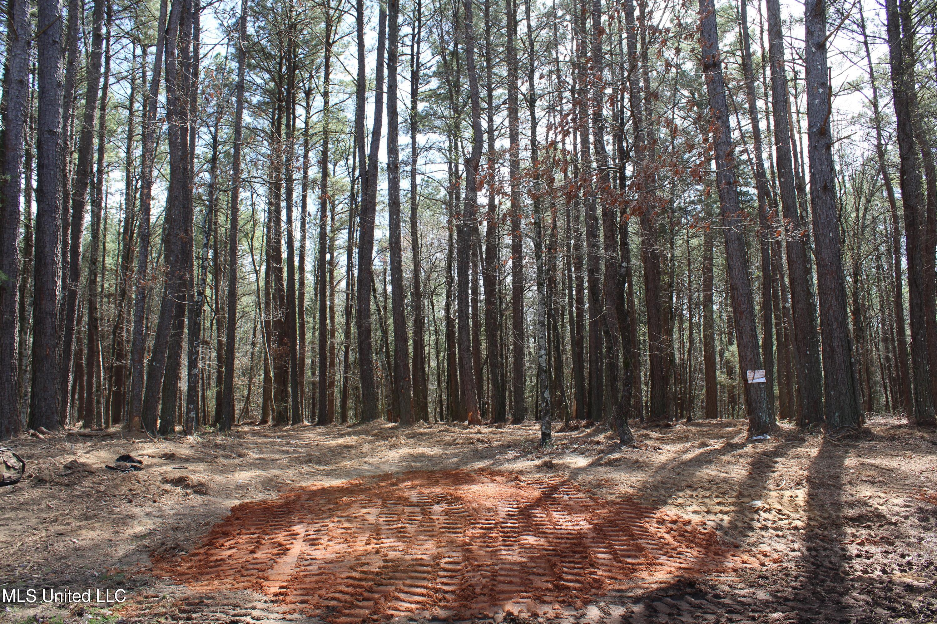 Glenville Road, Como, Mississippi image 23