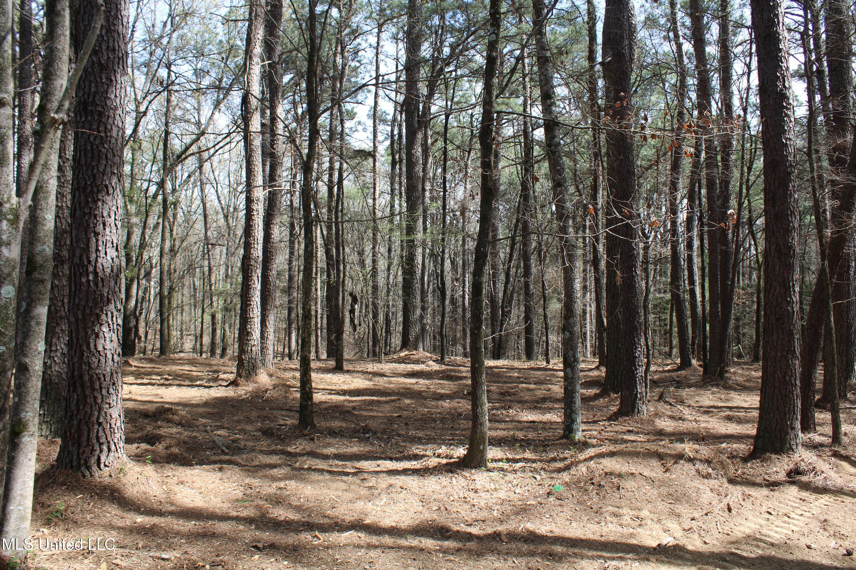 Glenville Road, Como, Mississippi image 13