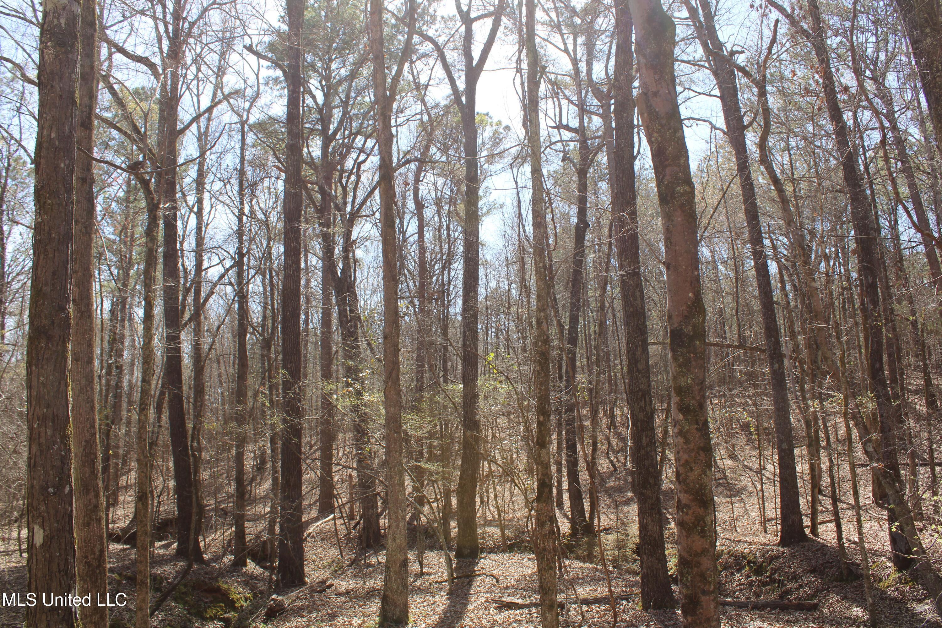 Glenville Road, Como, Mississippi image 39