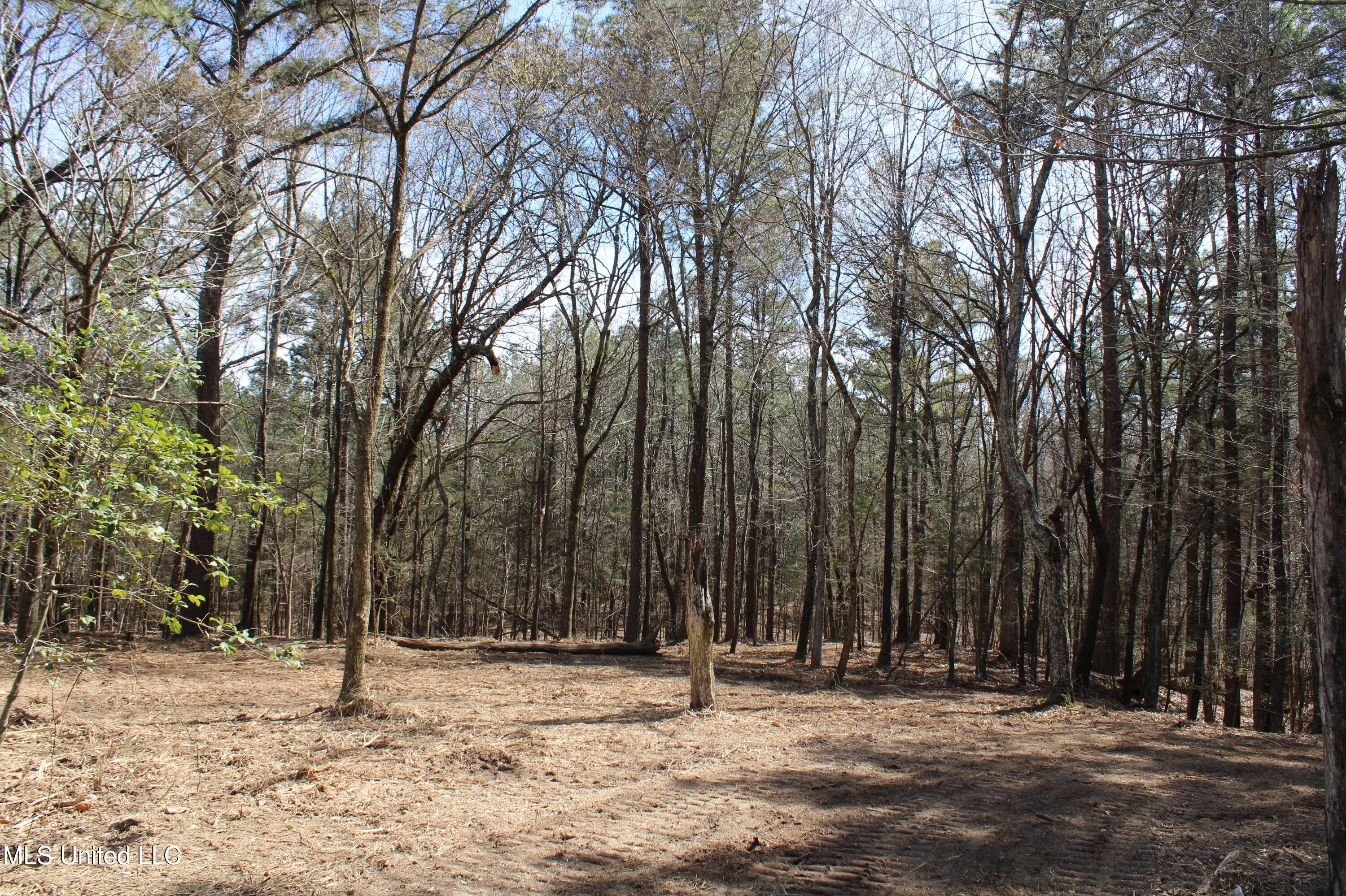 Glenville Road, Como, Mississippi image 28