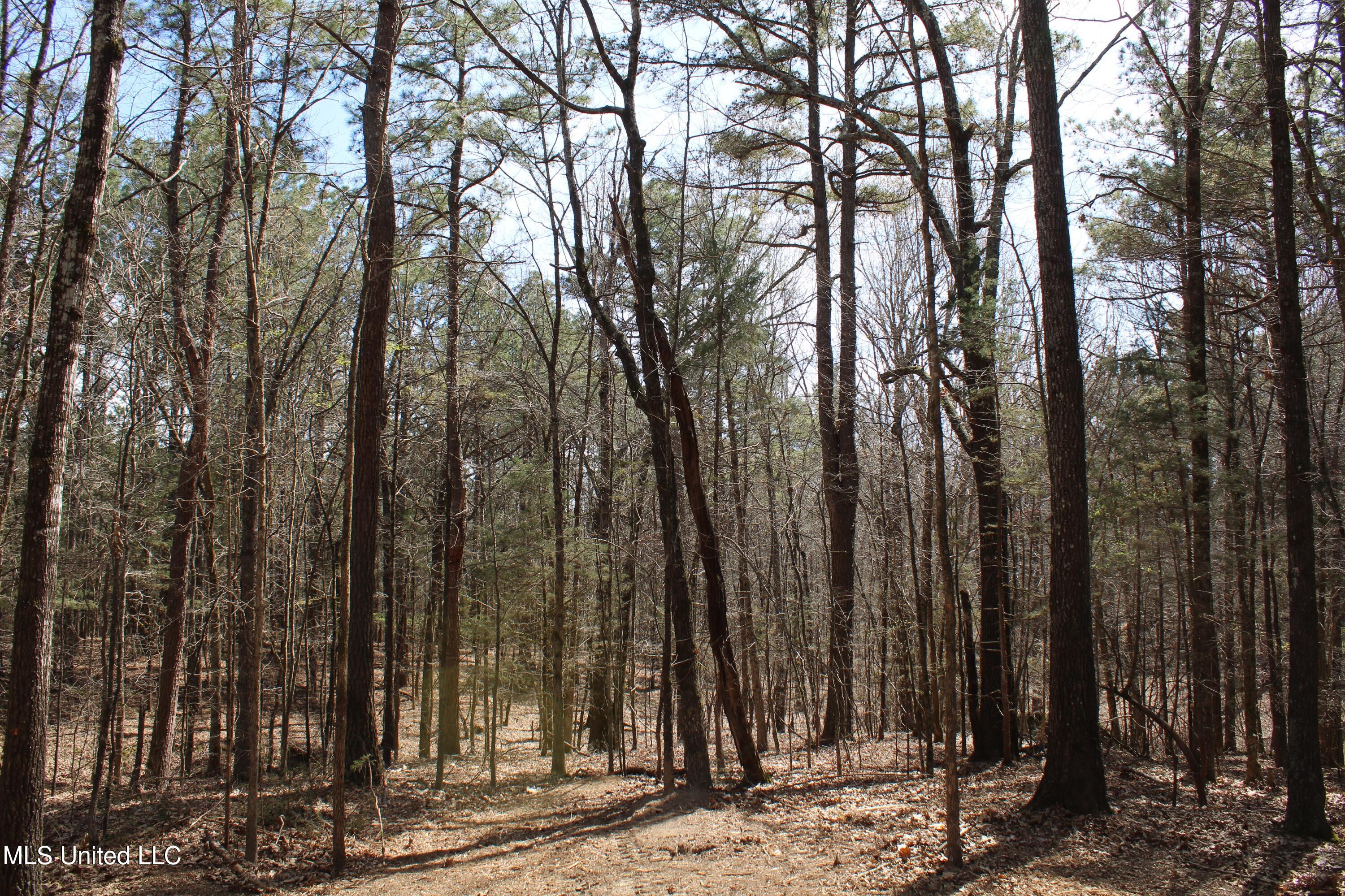 Glenville Road, Como, Mississippi image 31