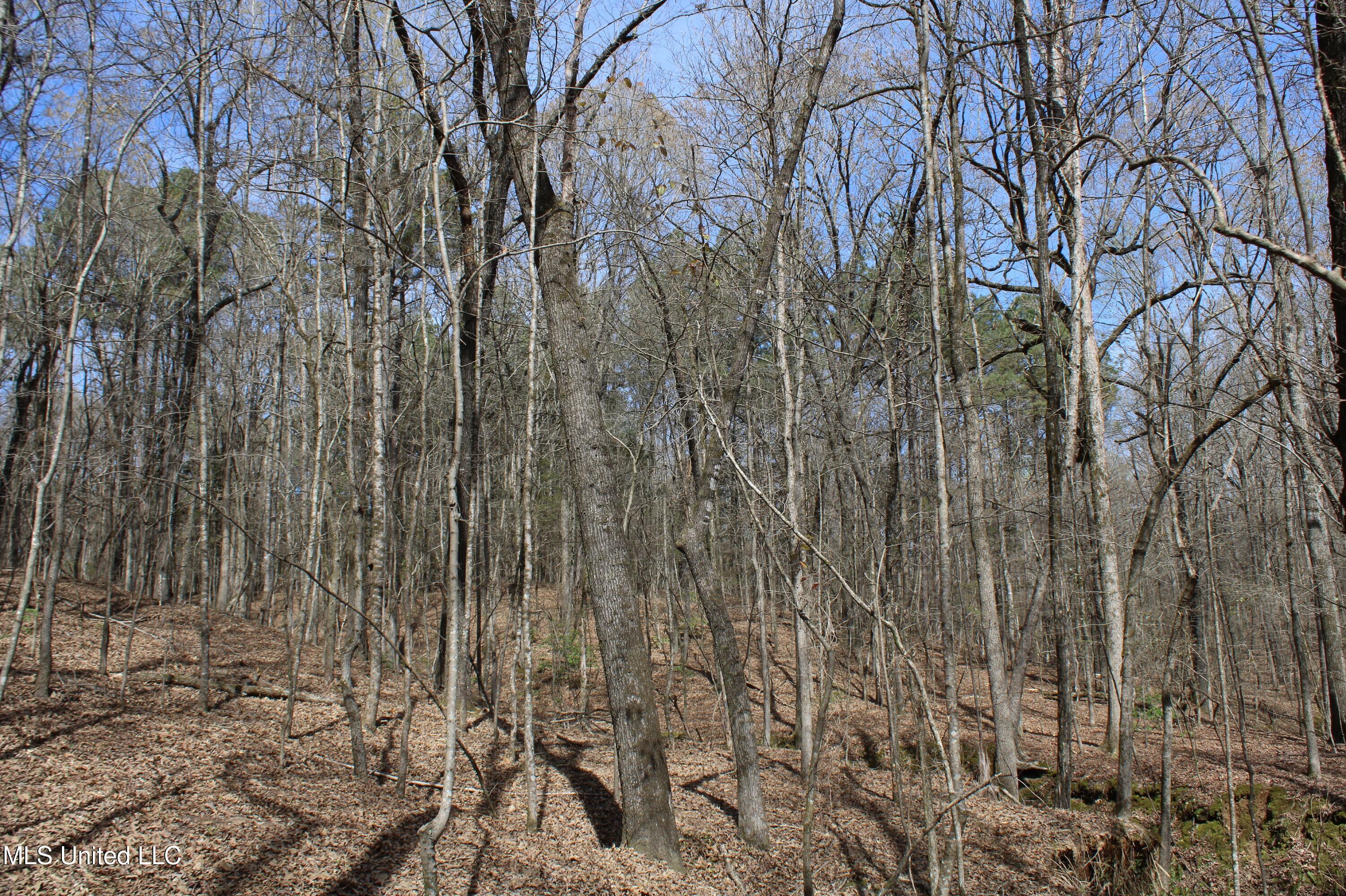 Glenville Road, Como, Mississippi image 22