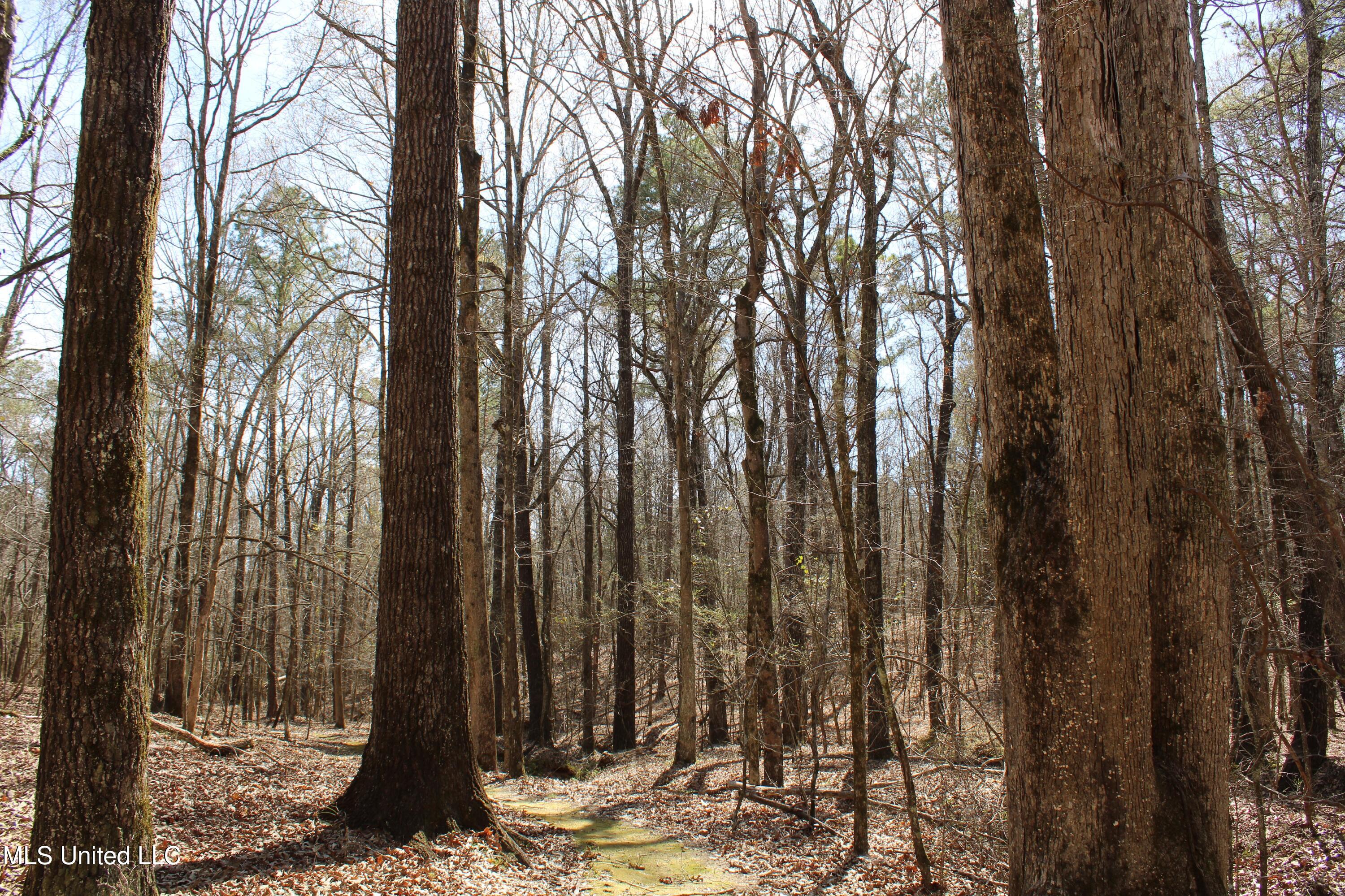 Glenville Road, Como, Mississippi image 38