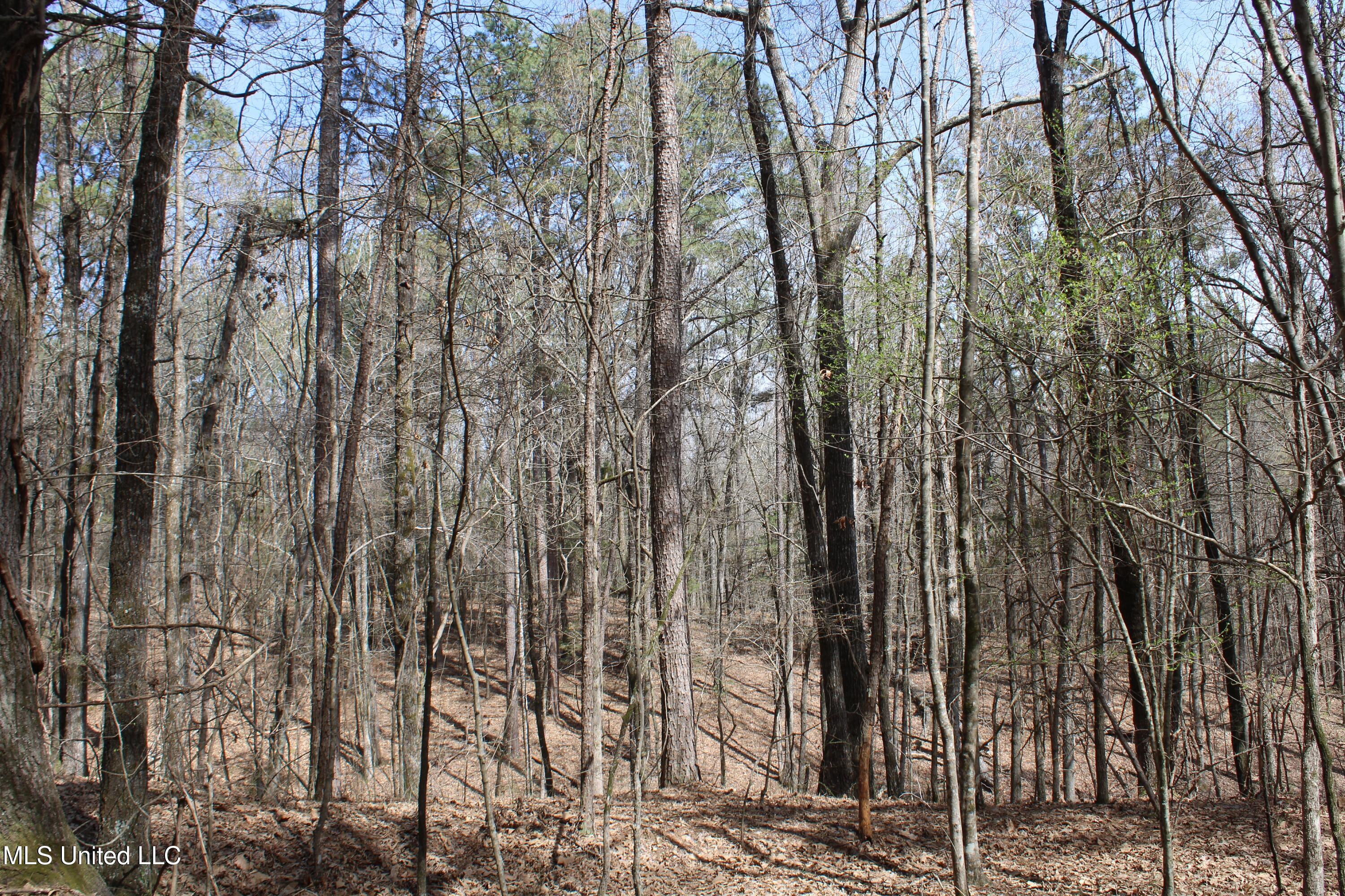 Glenville Road, Como, Mississippi image 16