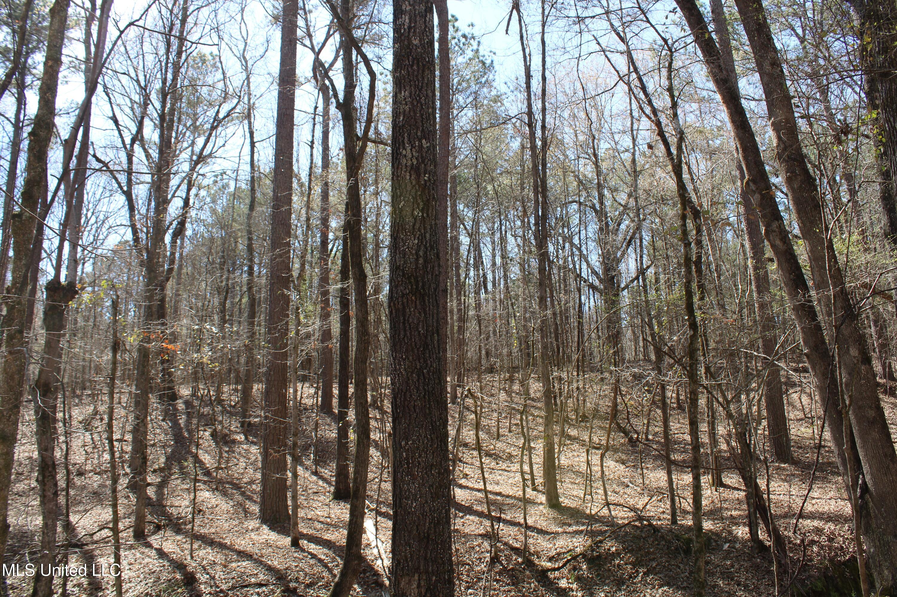 Glenville Road, Como, Mississippi image 41