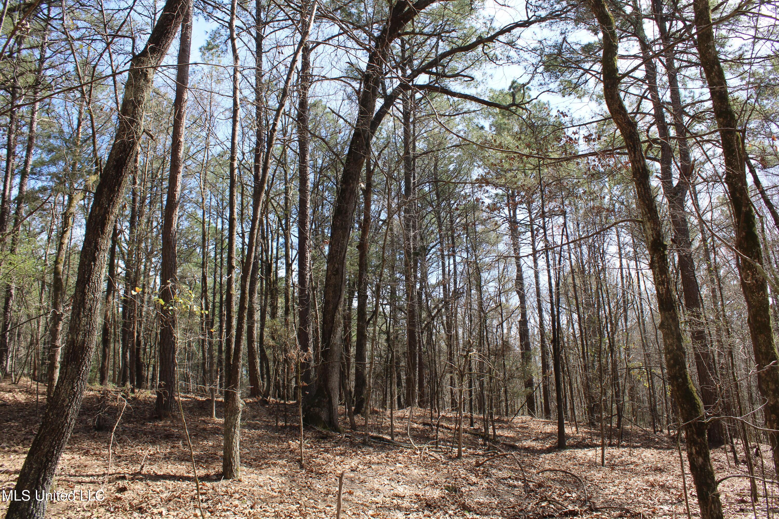 Glenville Road, Como, Mississippi image 32