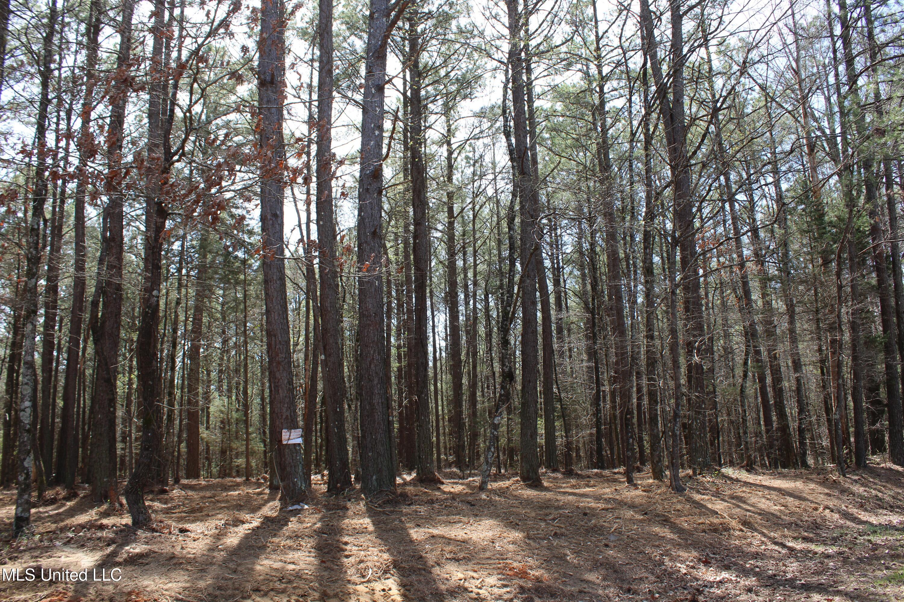 Glenville Road, Como, Mississippi image 24