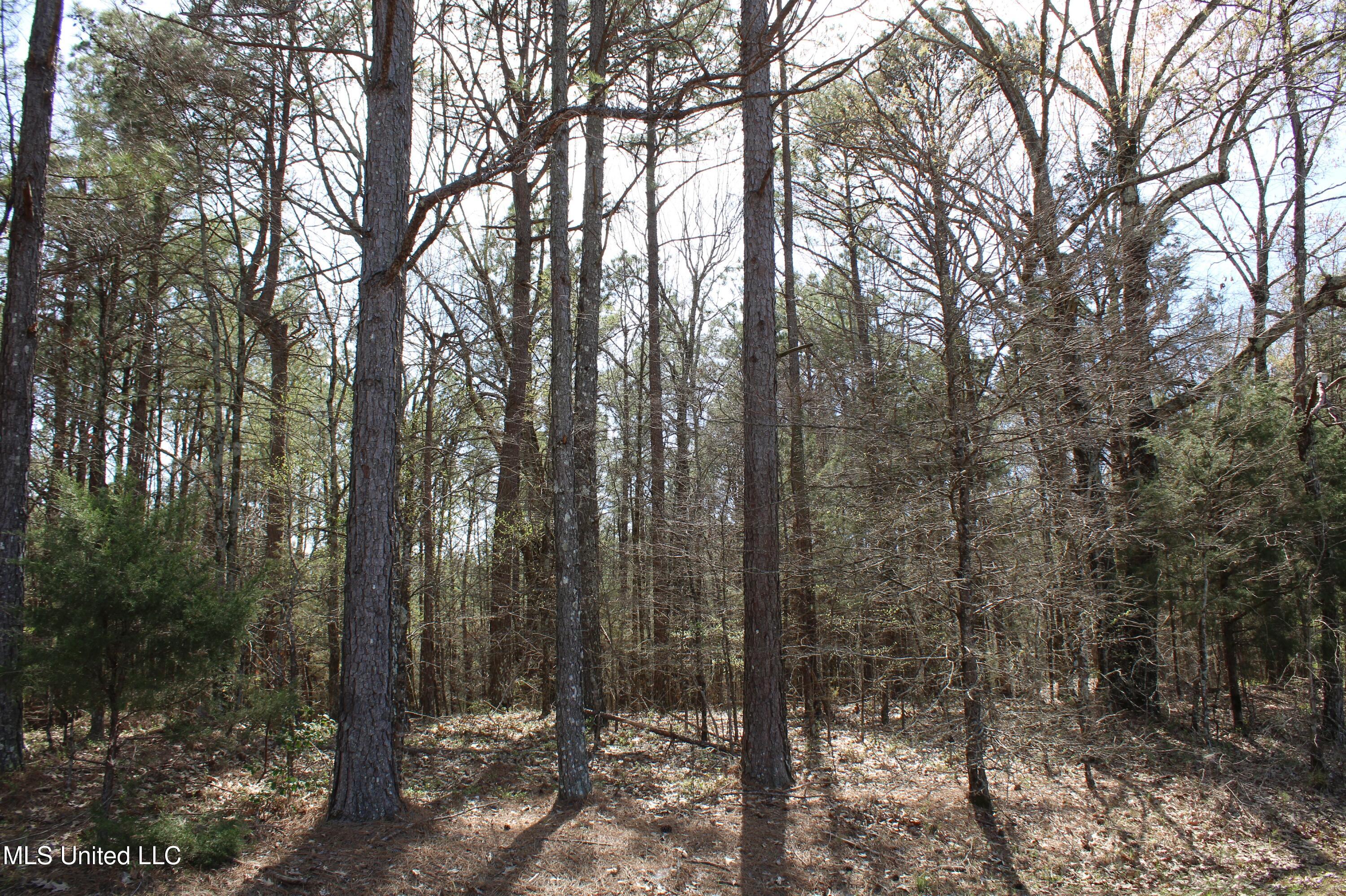 Glenville Road, Como, Mississippi image 26