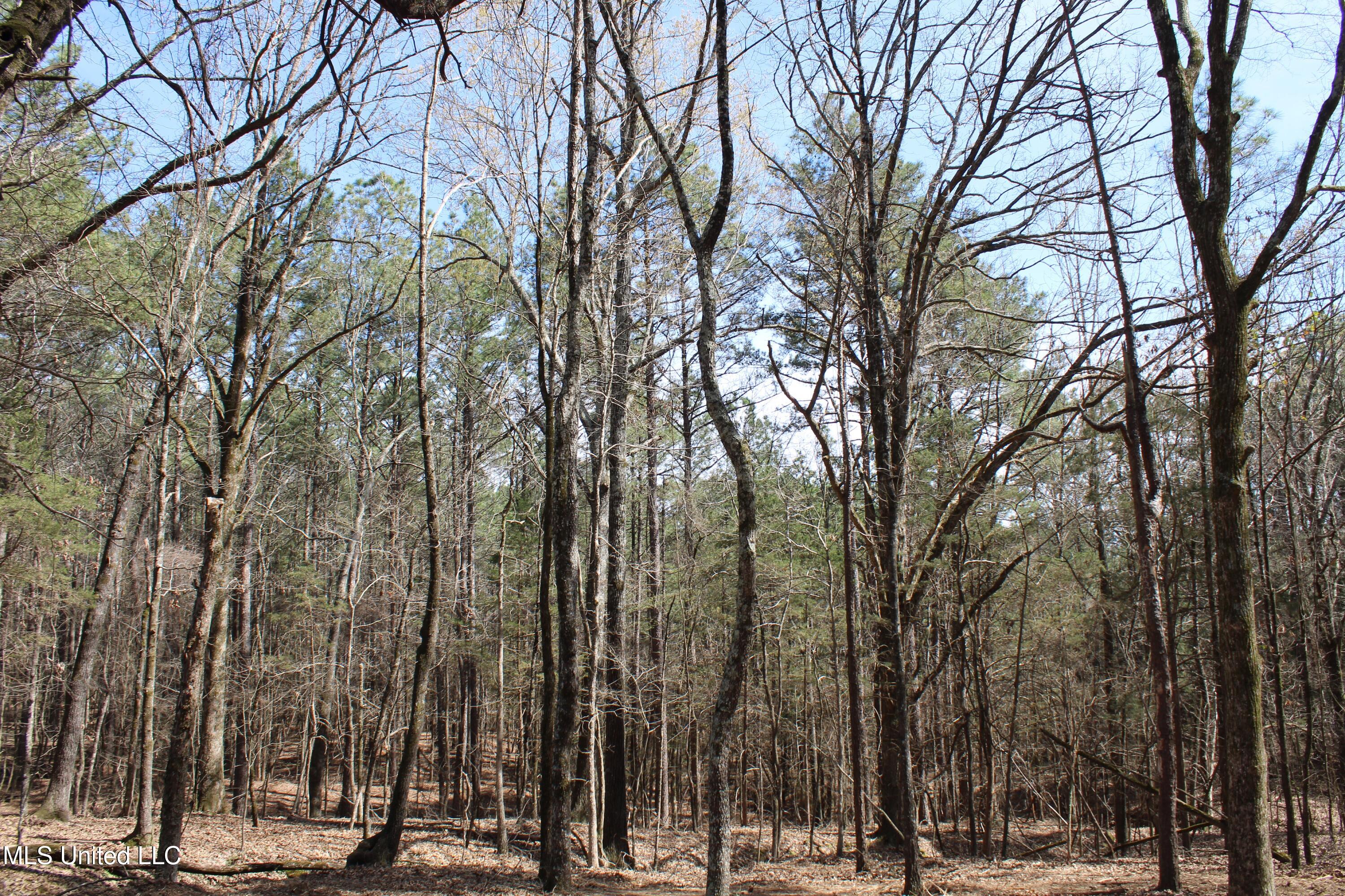 Glenville Road, Como, Mississippi image 30