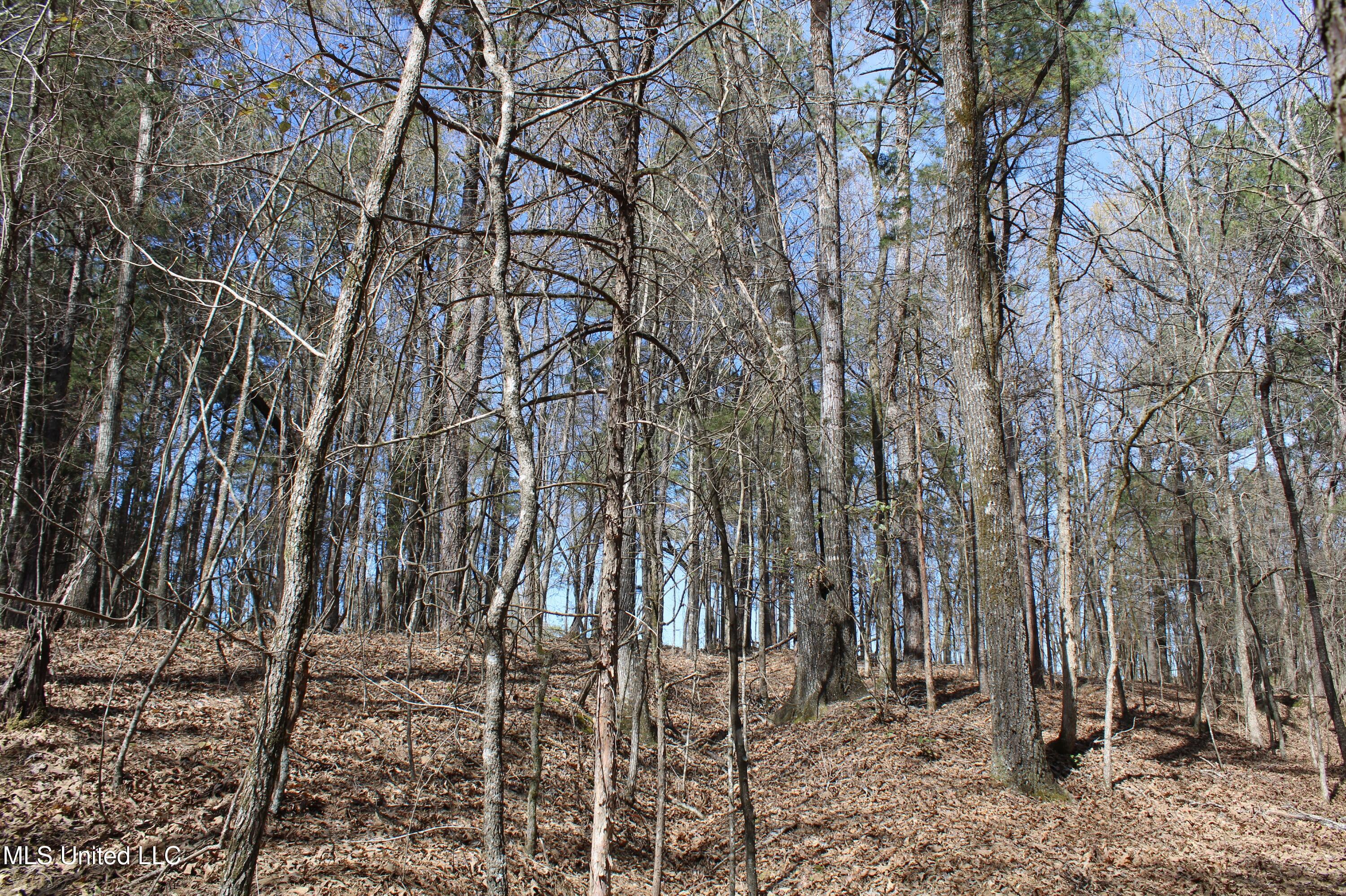 Glenville Road, Como, Mississippi image 34