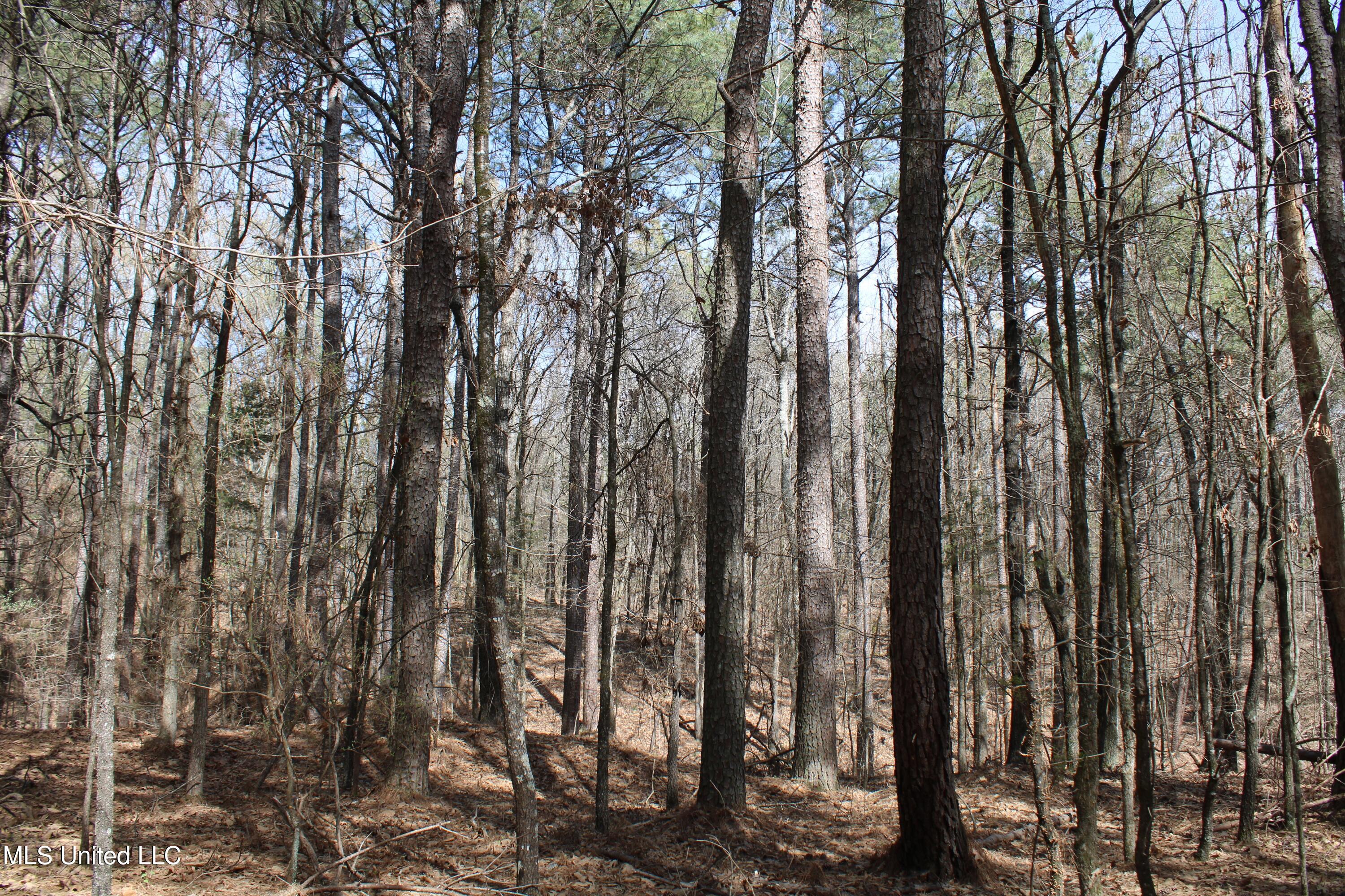 Glenville Road, Como, Mississippi image 15