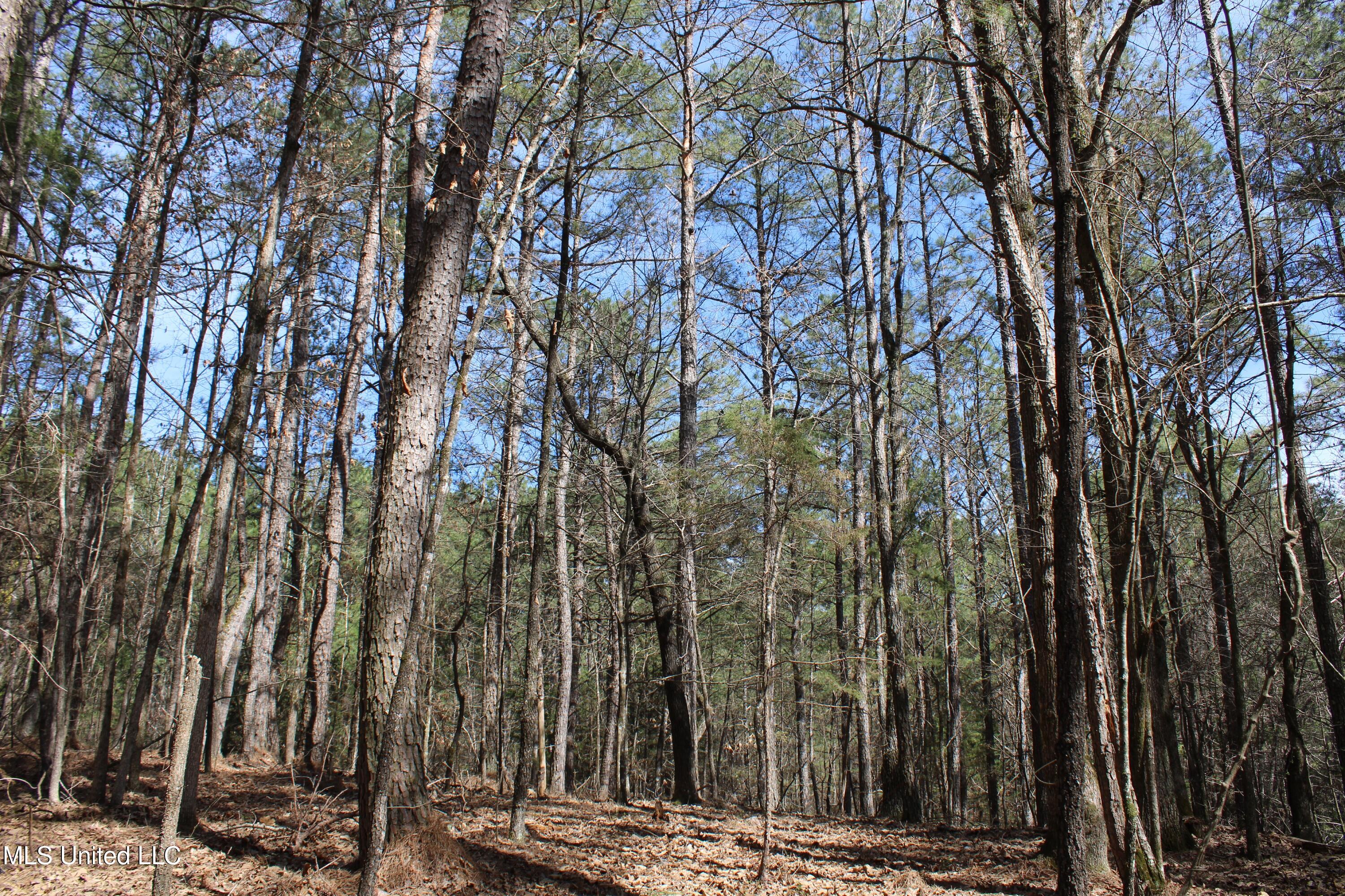 Glenville Road, Como, Mississippi image 35