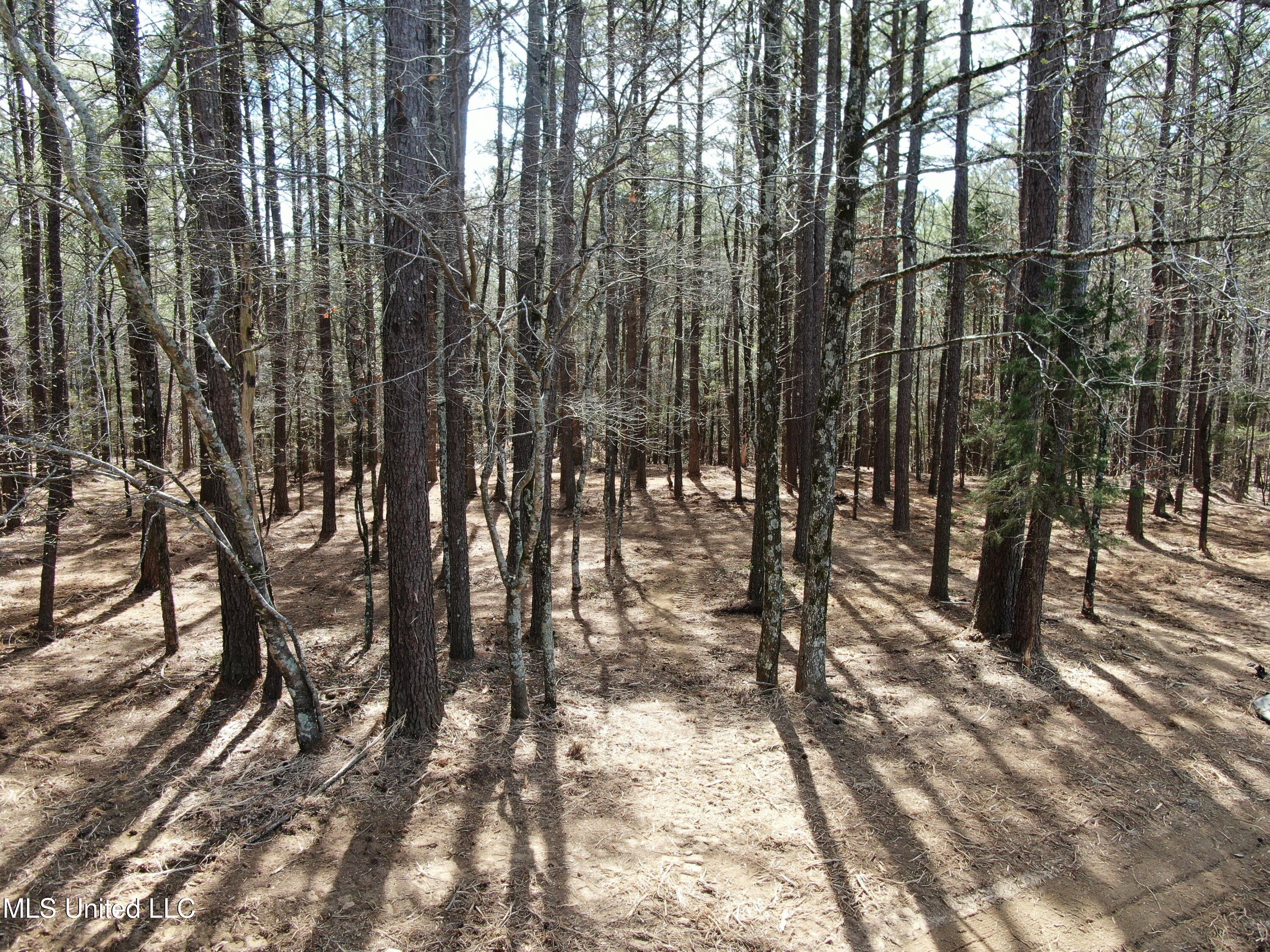 Glenville Road, Como, Mississippi image 9