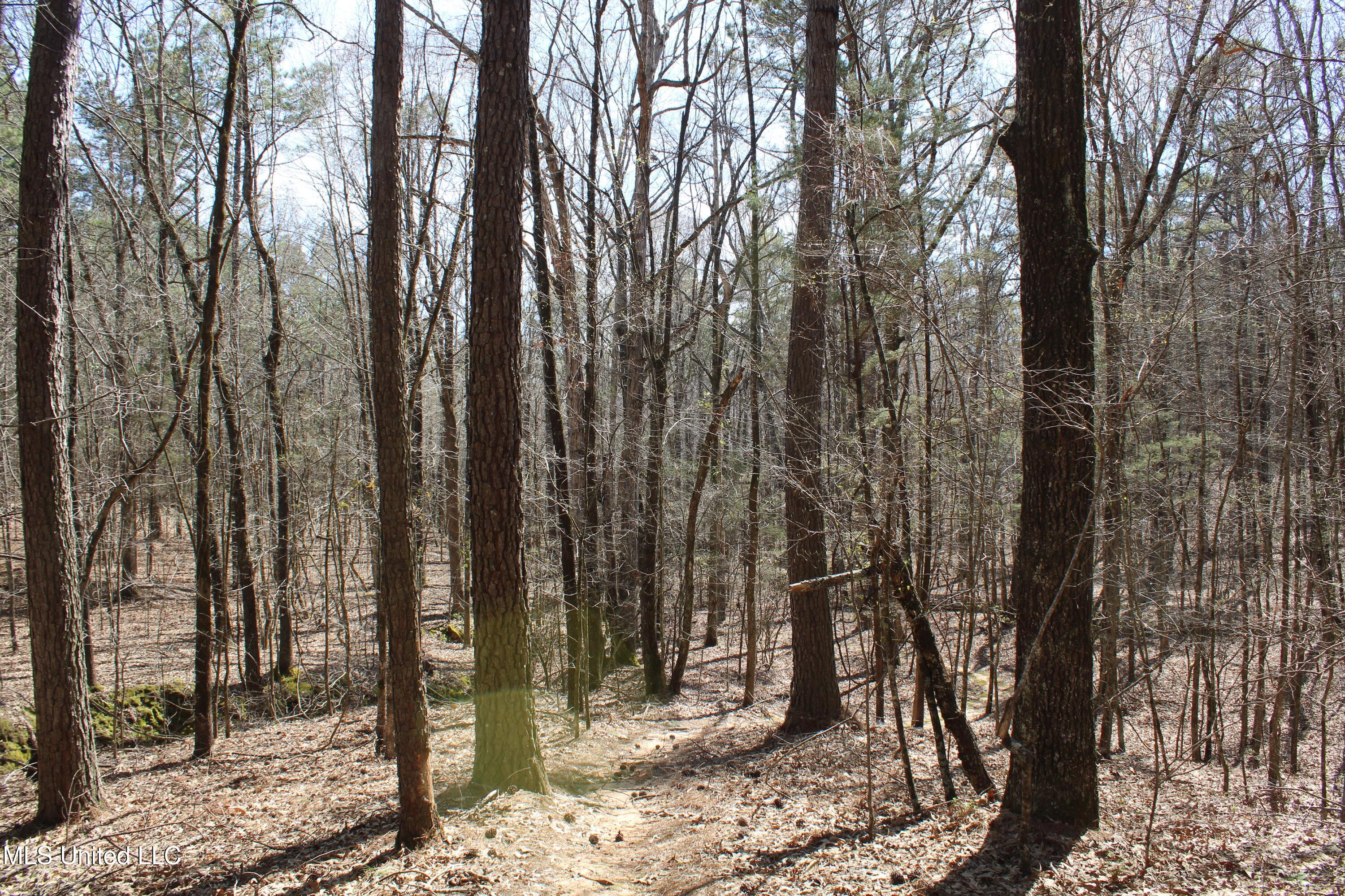 Glenville Road, Como, Mississippi image 36