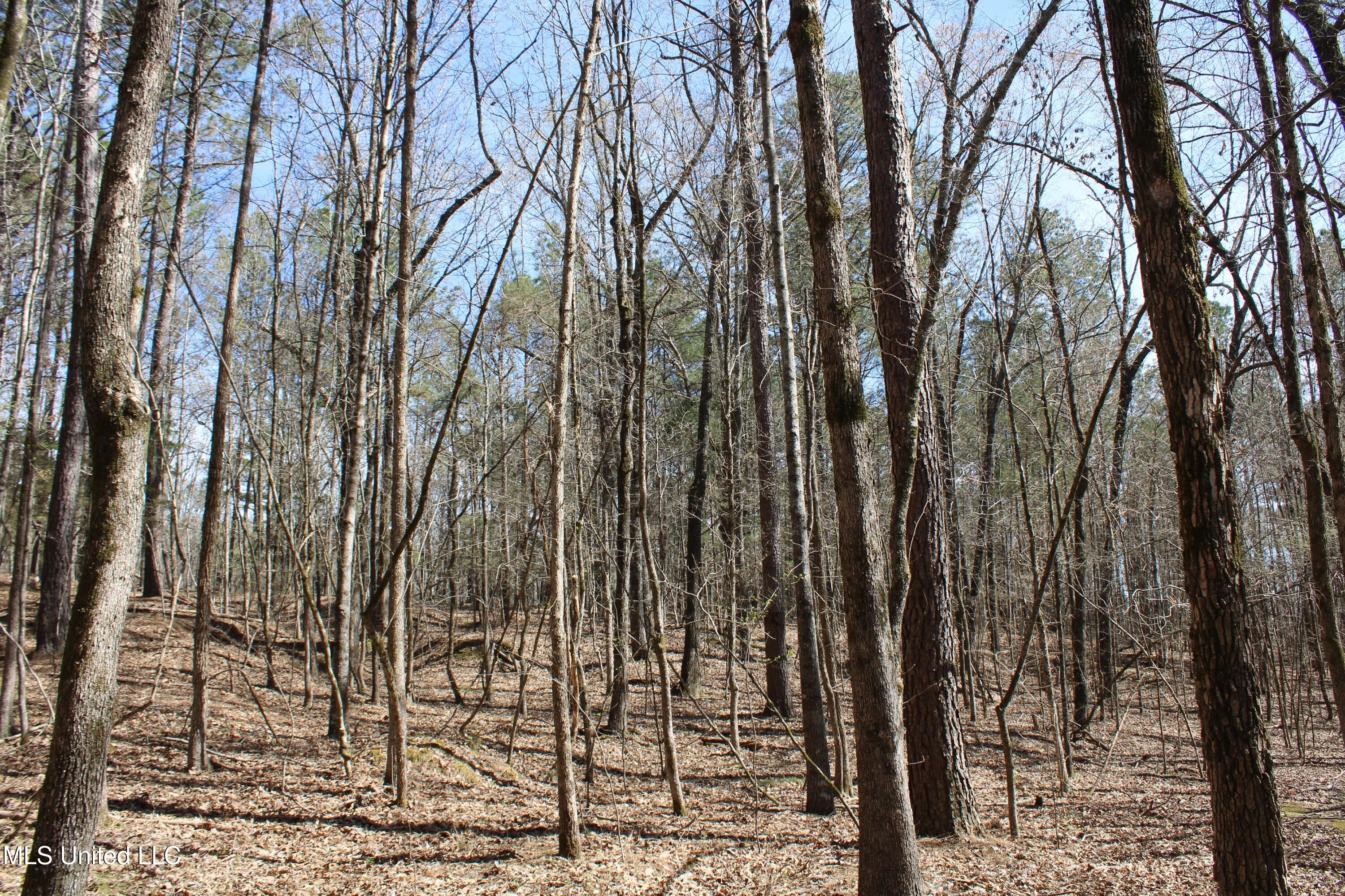Glenville Road, Como, Mississippi image 42