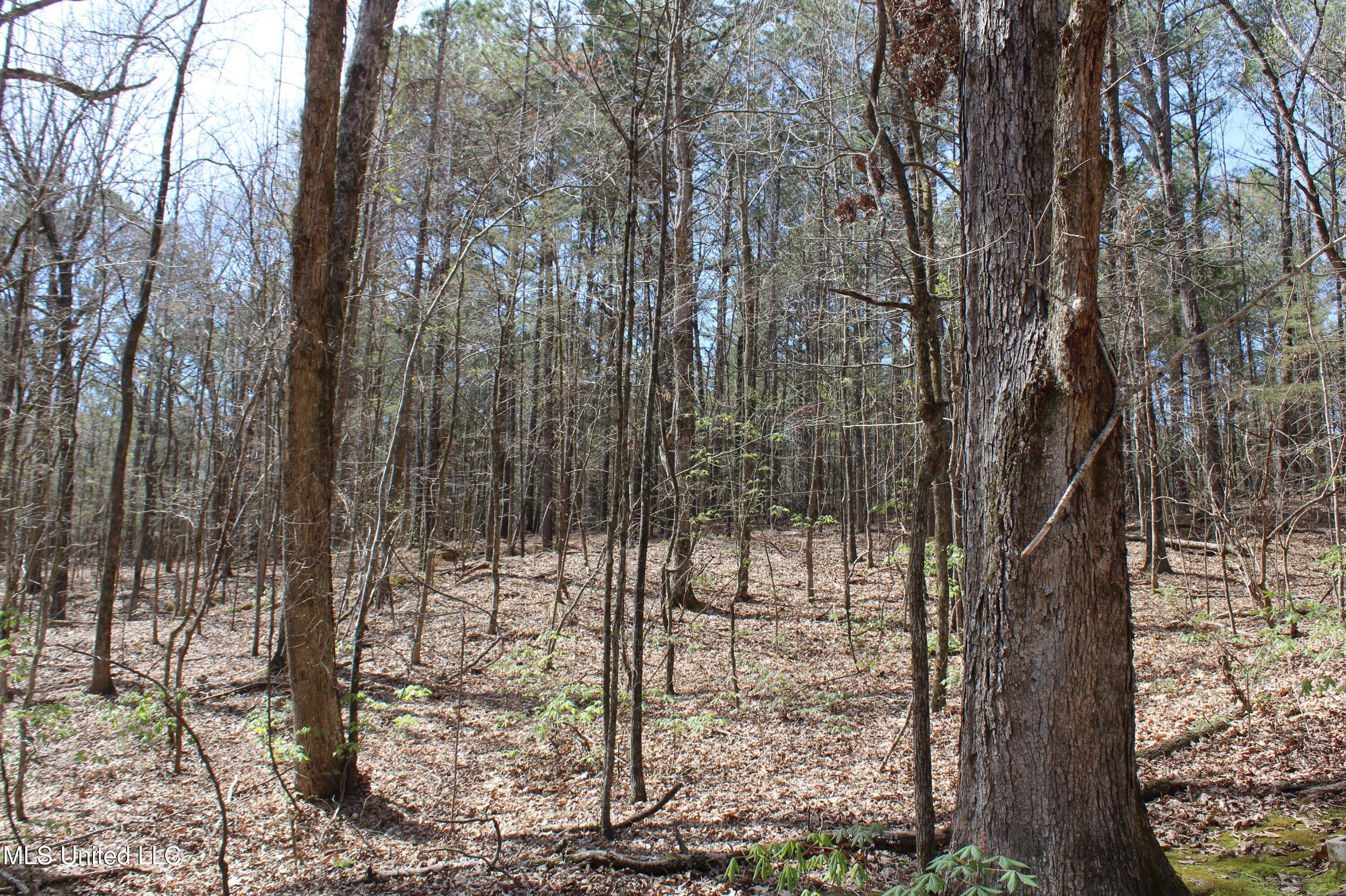 Glenville Road, Como, Mississippi image 18