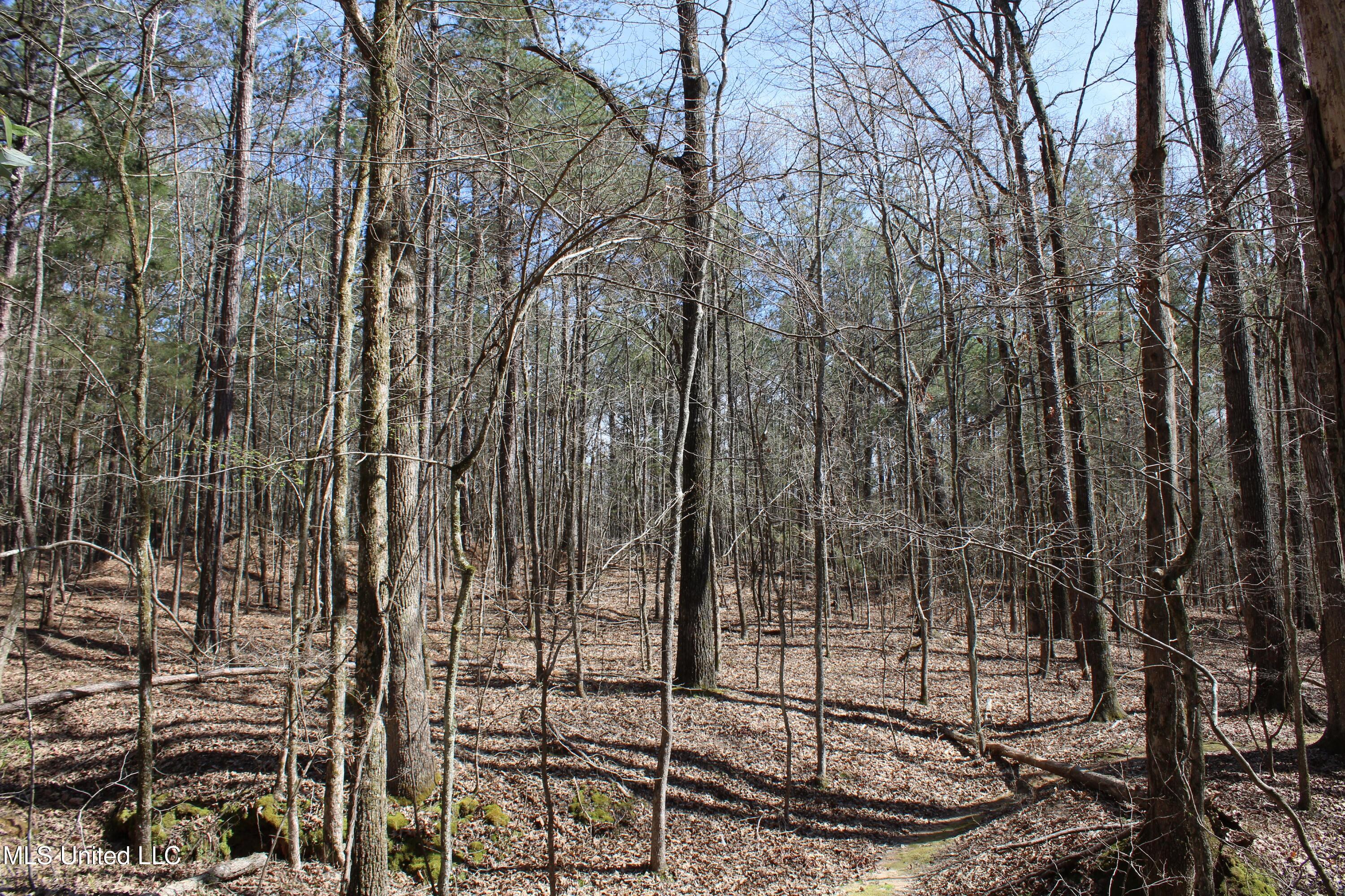 Glenville Road, Como, Mississippi image 37
