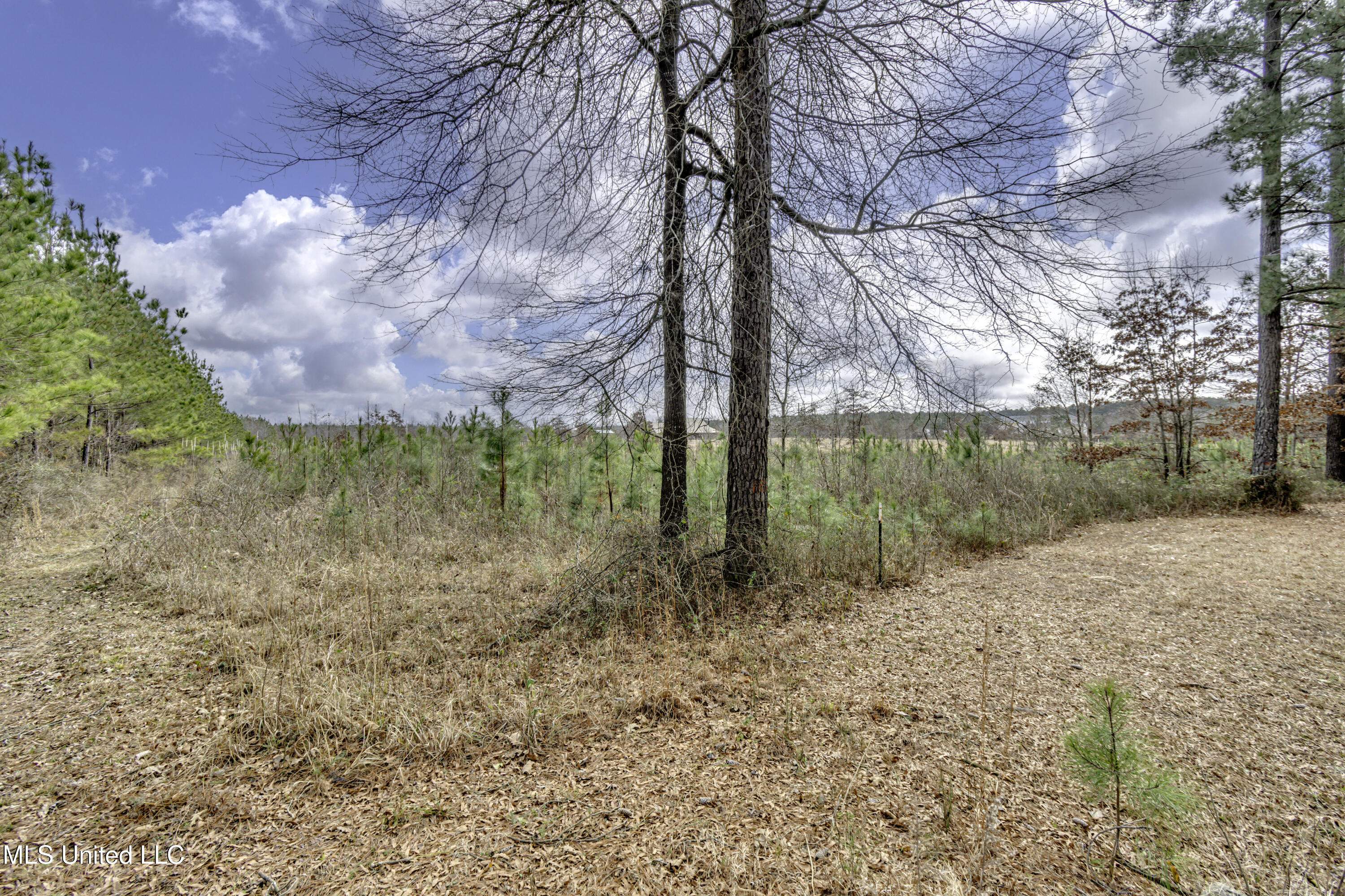 239 Harrell Road, Pelahatchie, Mississippi image 31