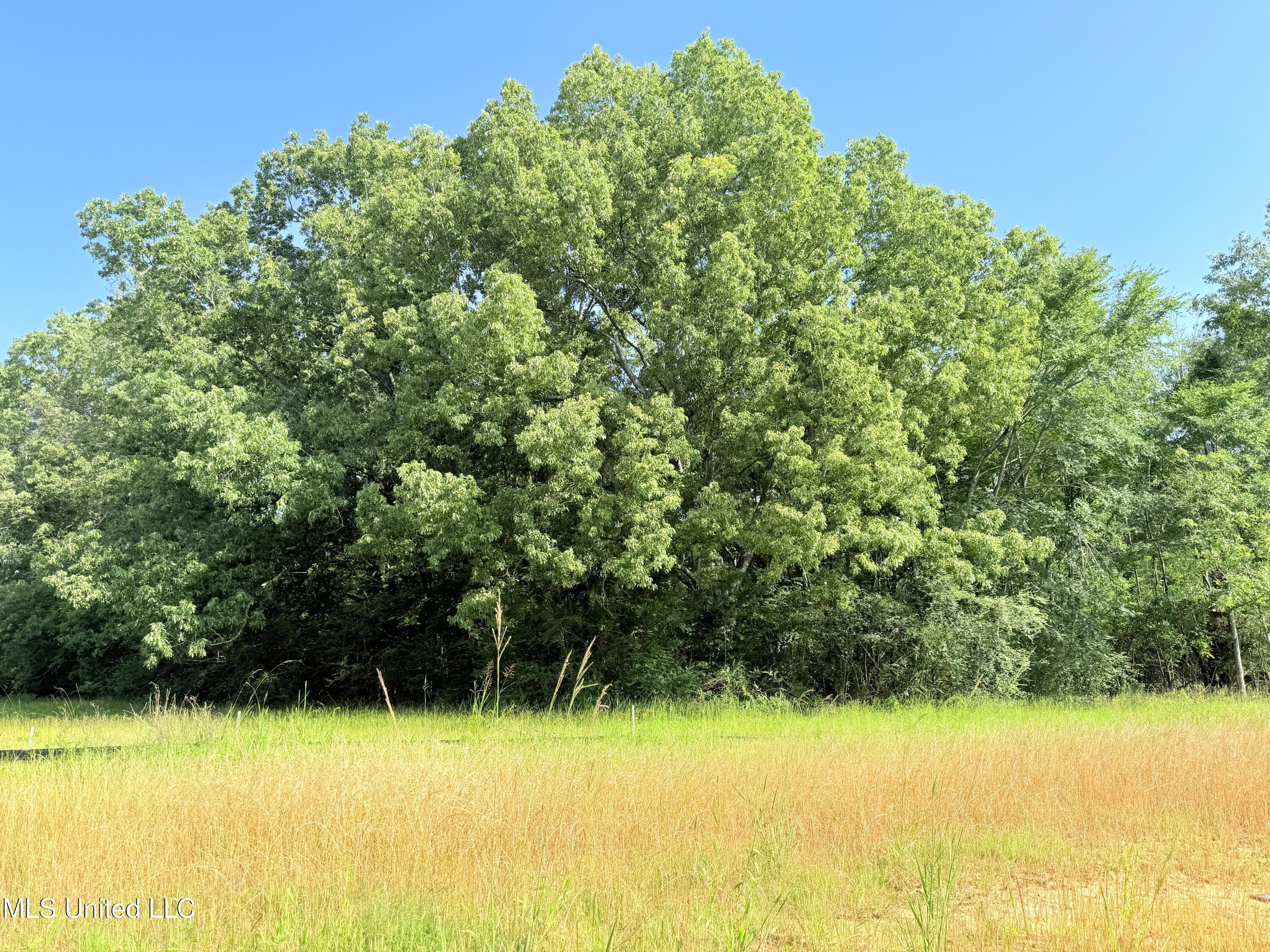 Stout Meadows Lane, Madison, Mississippi image 4