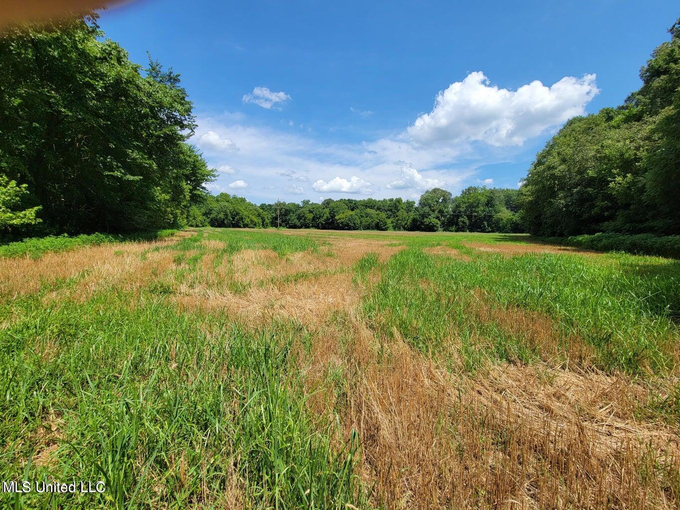 Hogan Road, Mount Pleasant, Mississippi image 6