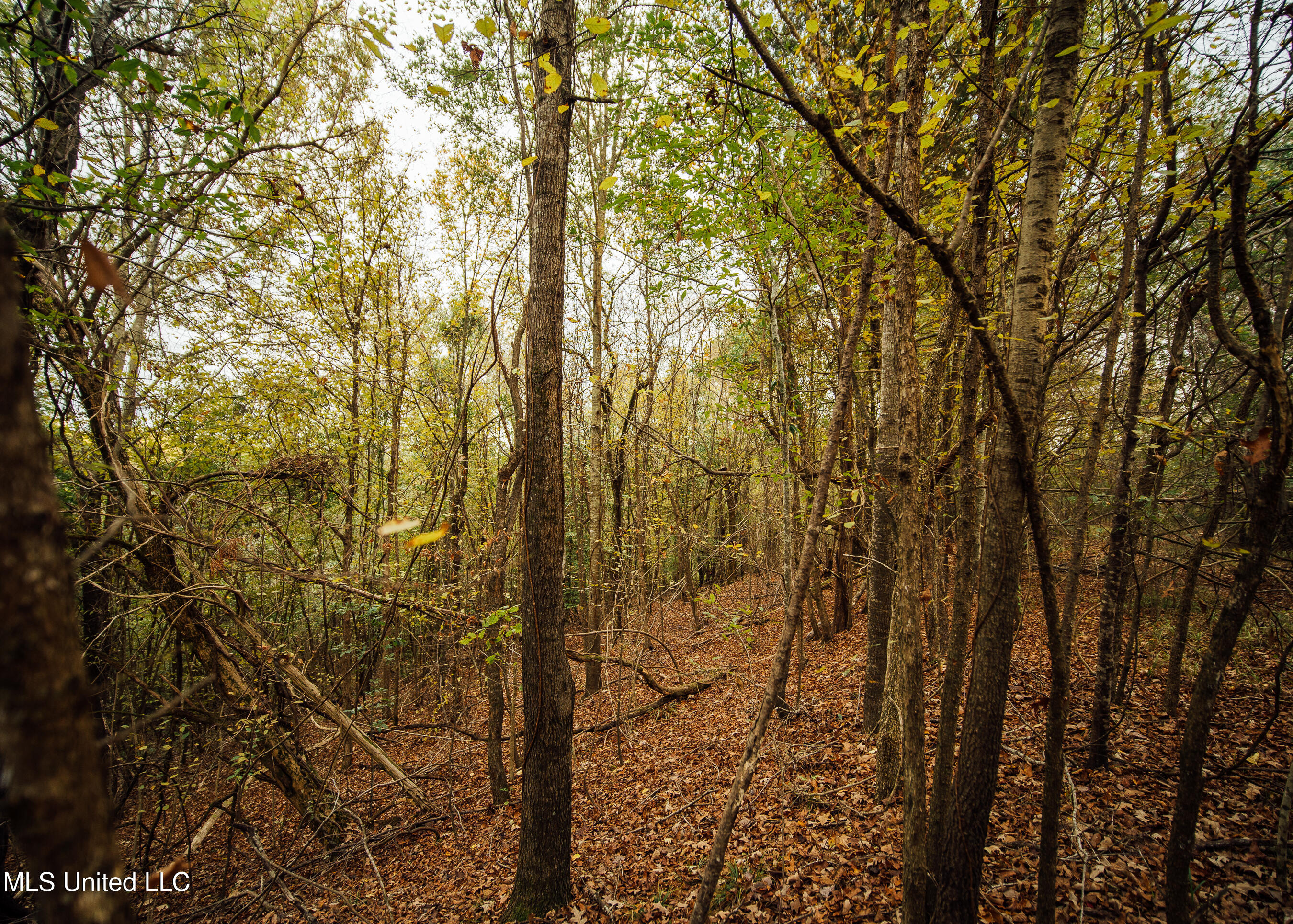 Old Benton Rd, Yazoo City, Mississippi image 30