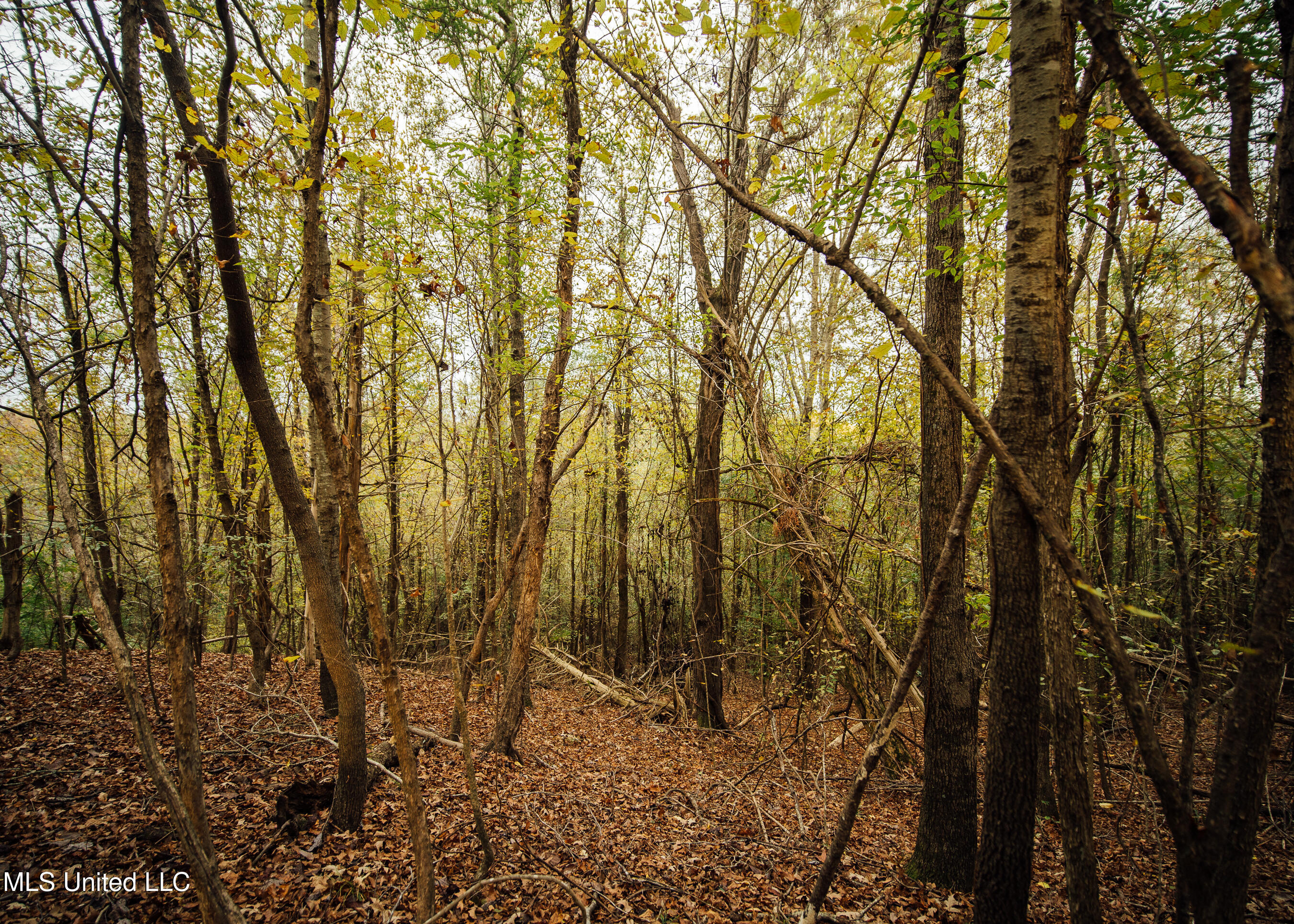 Old Benton Rd, Yazoo City, Mississippi image 29