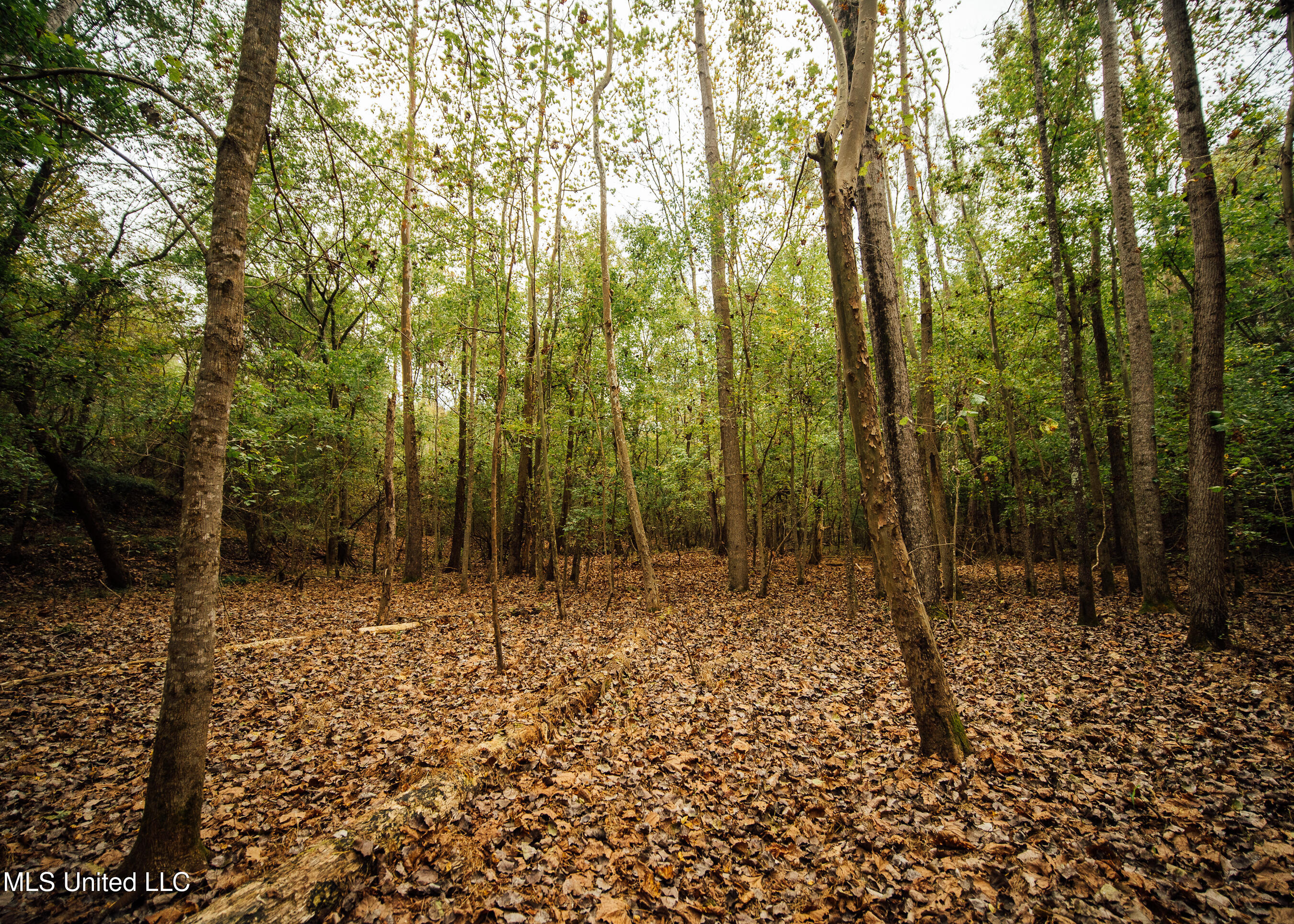 Old Benton Rd, Yazoo City, Mississippi image 38