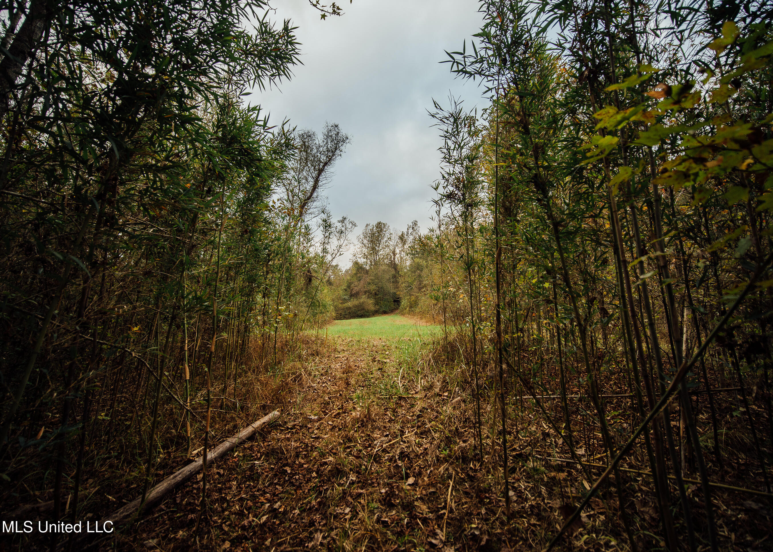 Old Benton Rd, Yazoo City, Mississippi image 8