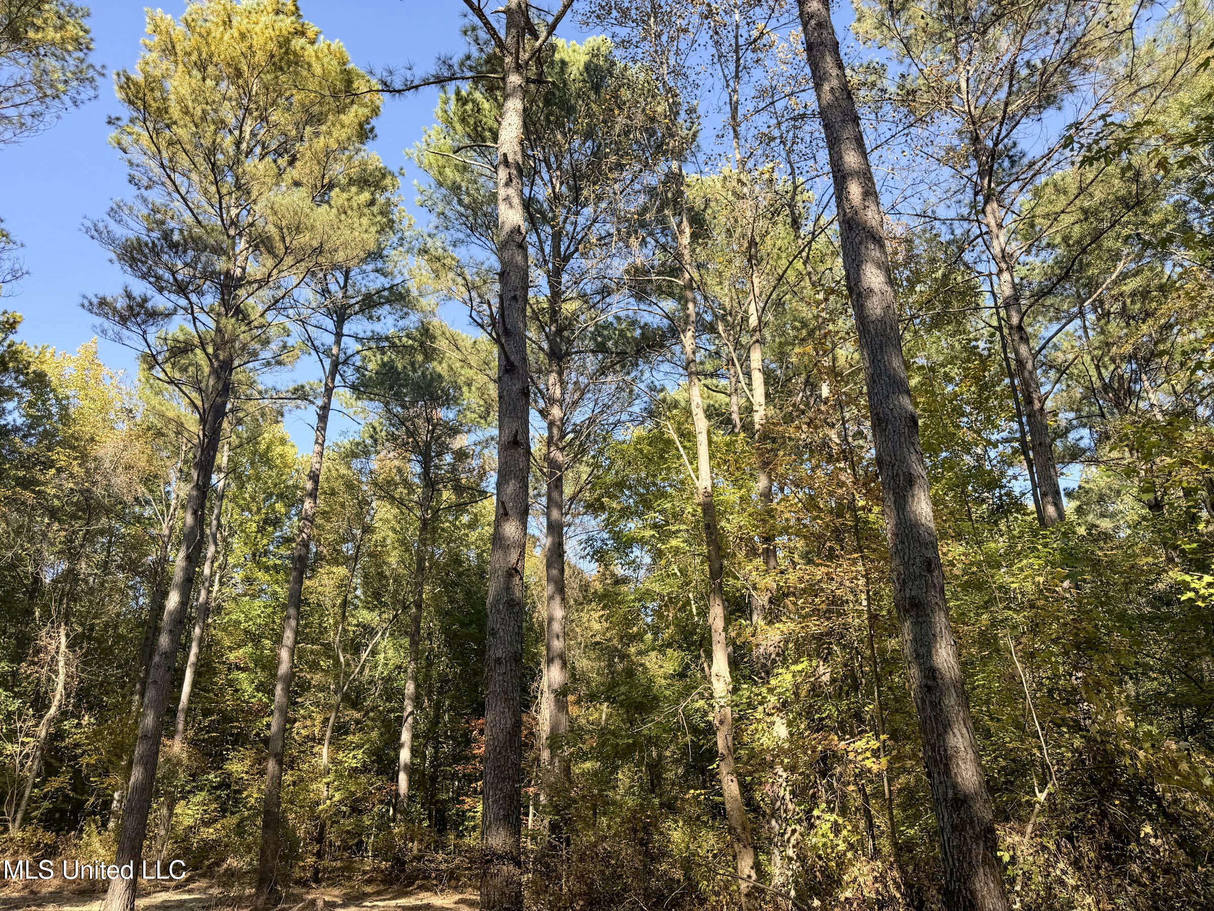 Tbd Cr 94 - Coleman Road, Water Valley, Mississippi image 35