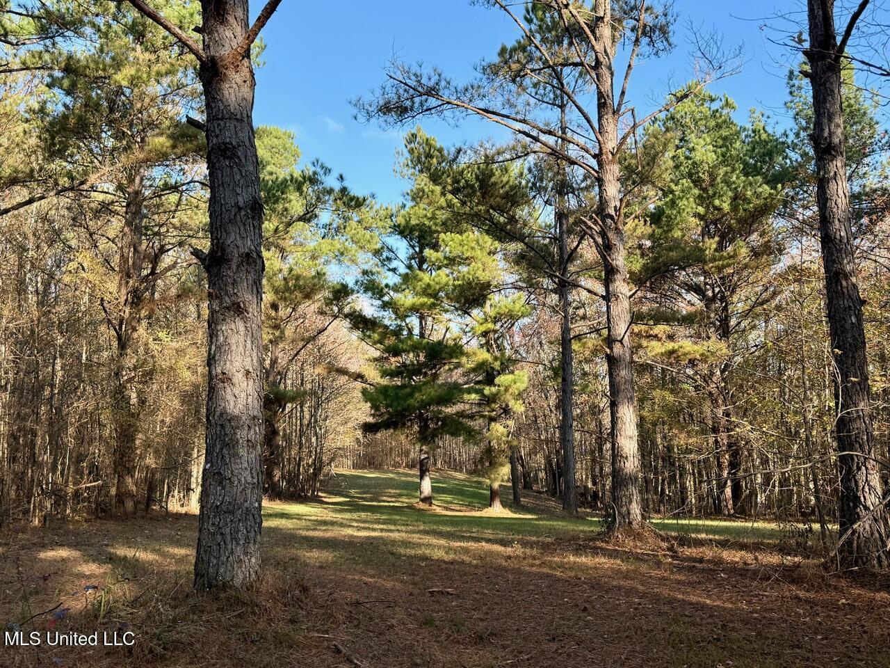 Mill Pond Road, Lamar, Mississippi image 6
