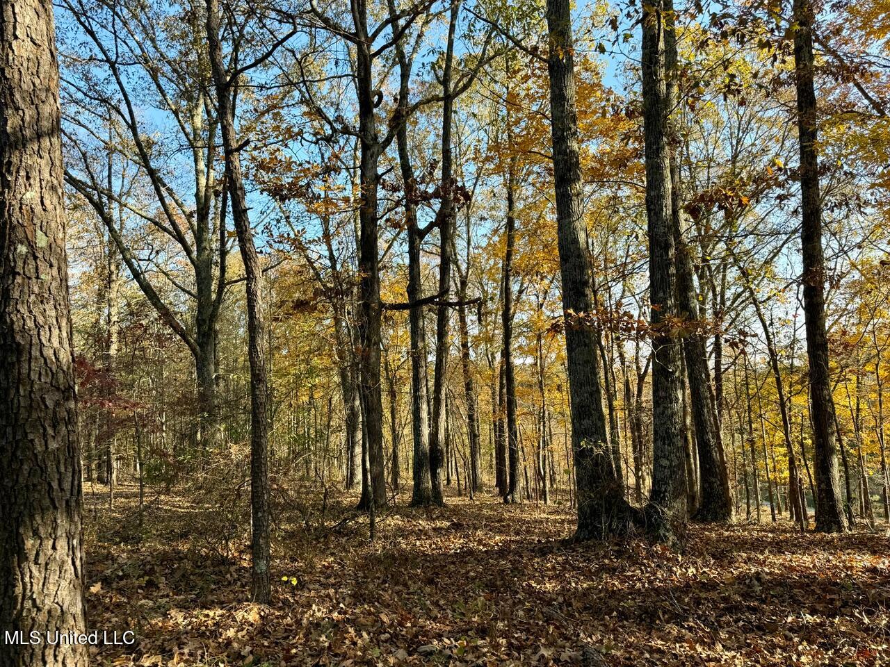 Mill Pond Road, Lamar, Mississippi image 8