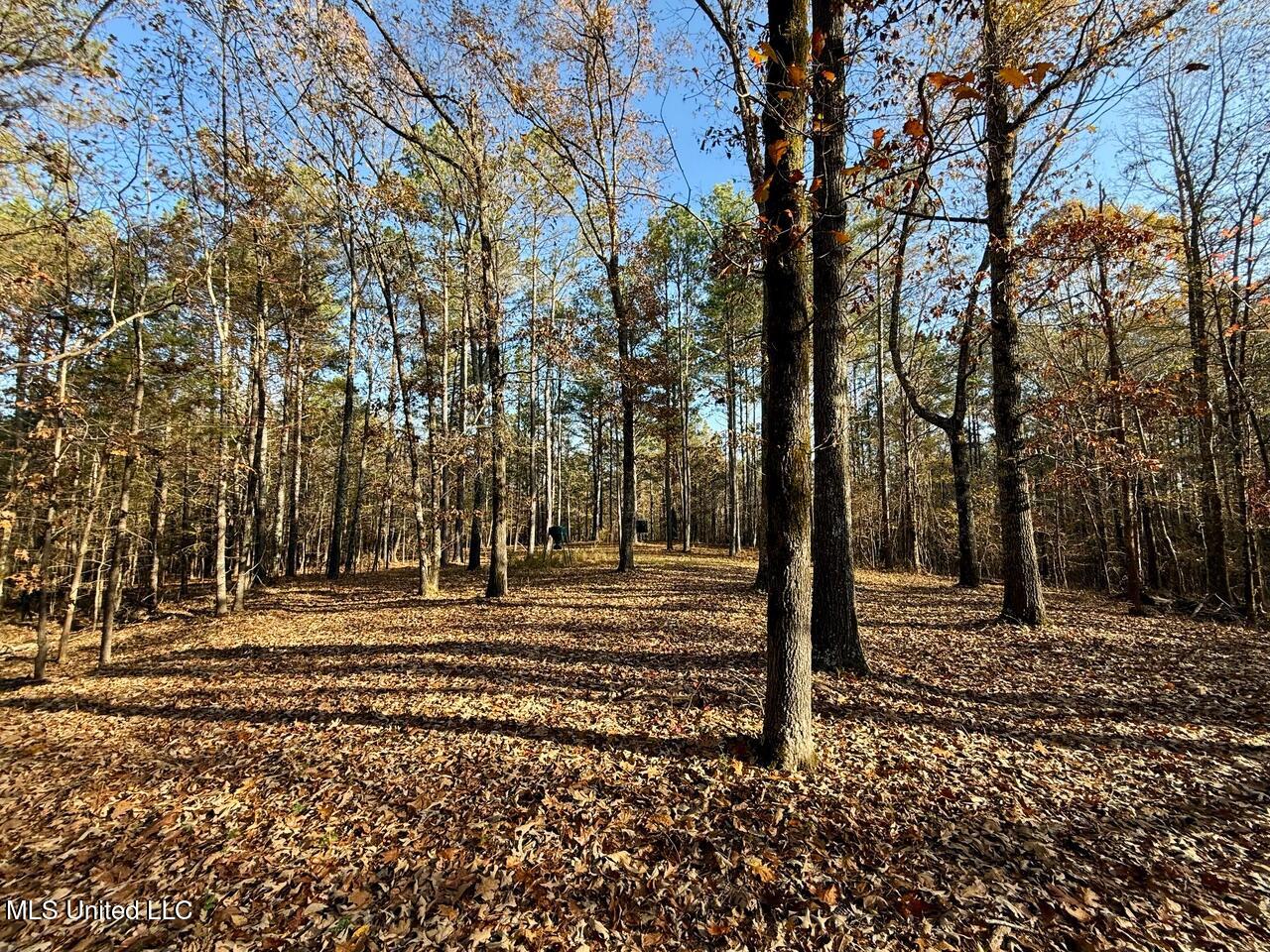 Mill Pond Road, Lamar, Mississippi image 9