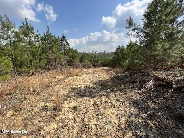 Honeysucker Road, Camden, Mississippi image 7