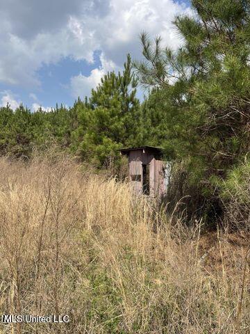 Honeysucker Road, Camden, Mississippi image 5