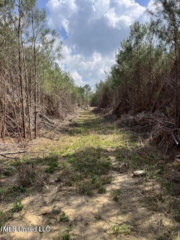 Honeysucker Road, Camden, Mississippi image 4