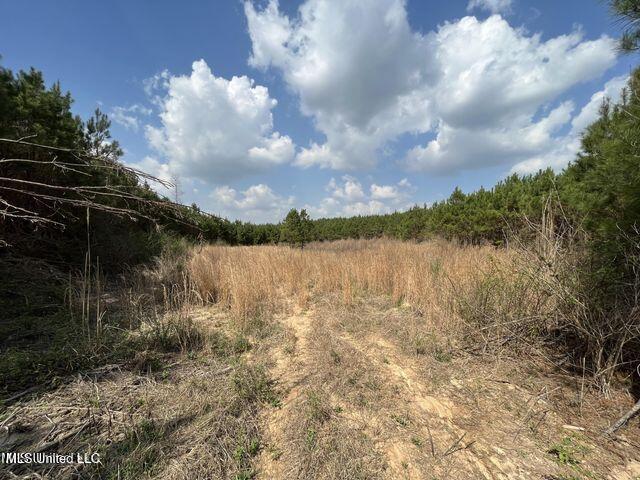 Honeysucker Road, Camden, Mississippi image 3