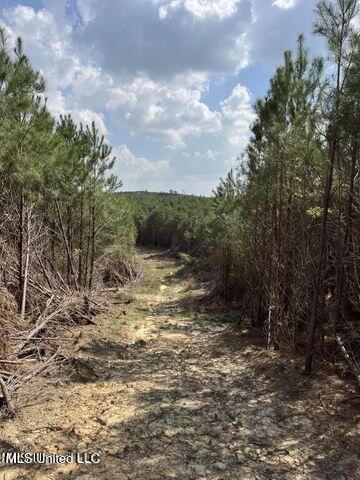 Honeysucker Road, Camden, Mississippi image 2
