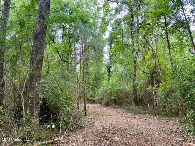 Mount Herman Road, Osyka, Mississippi image 25