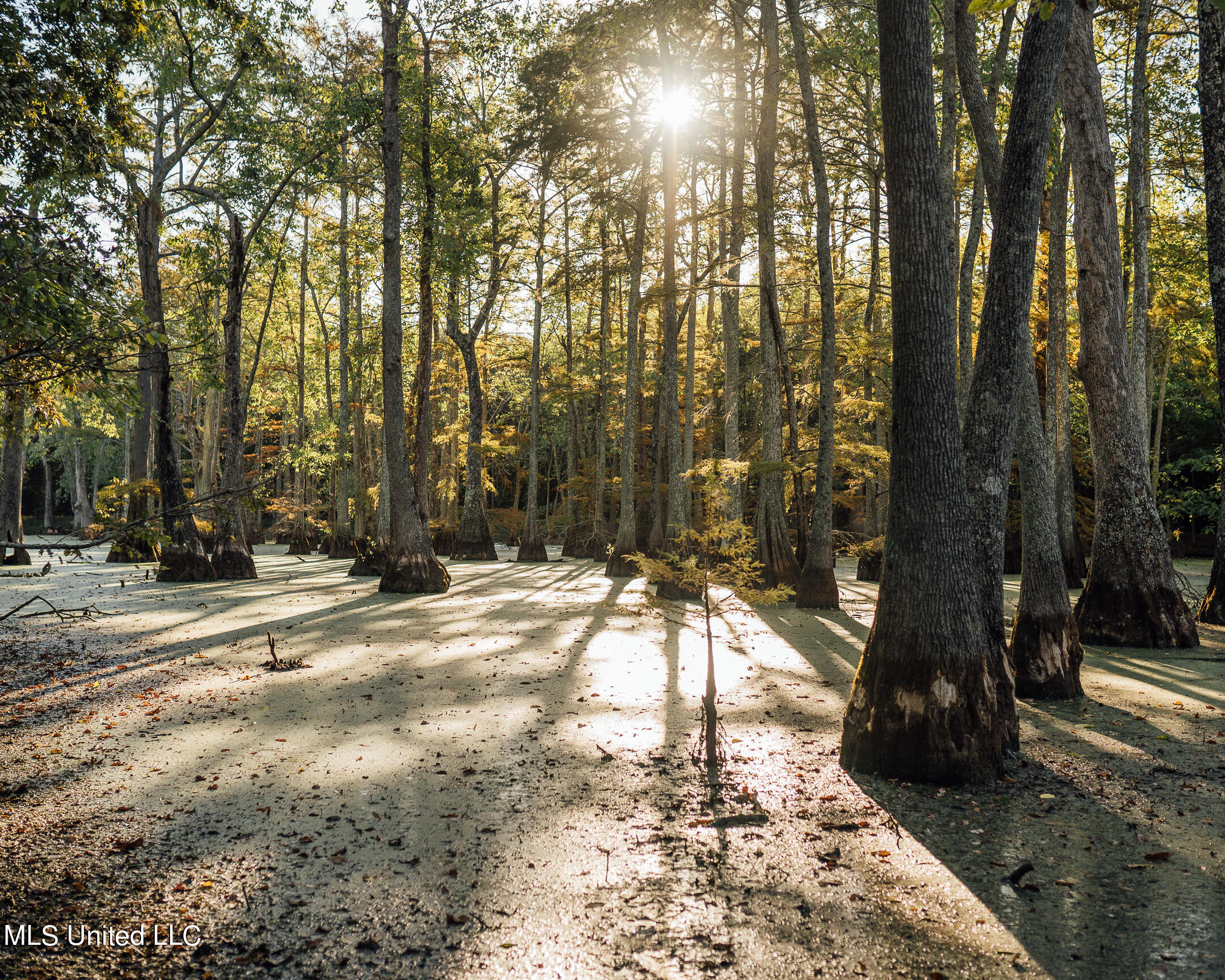 County Road 550, Minter City, Mississippi image 7