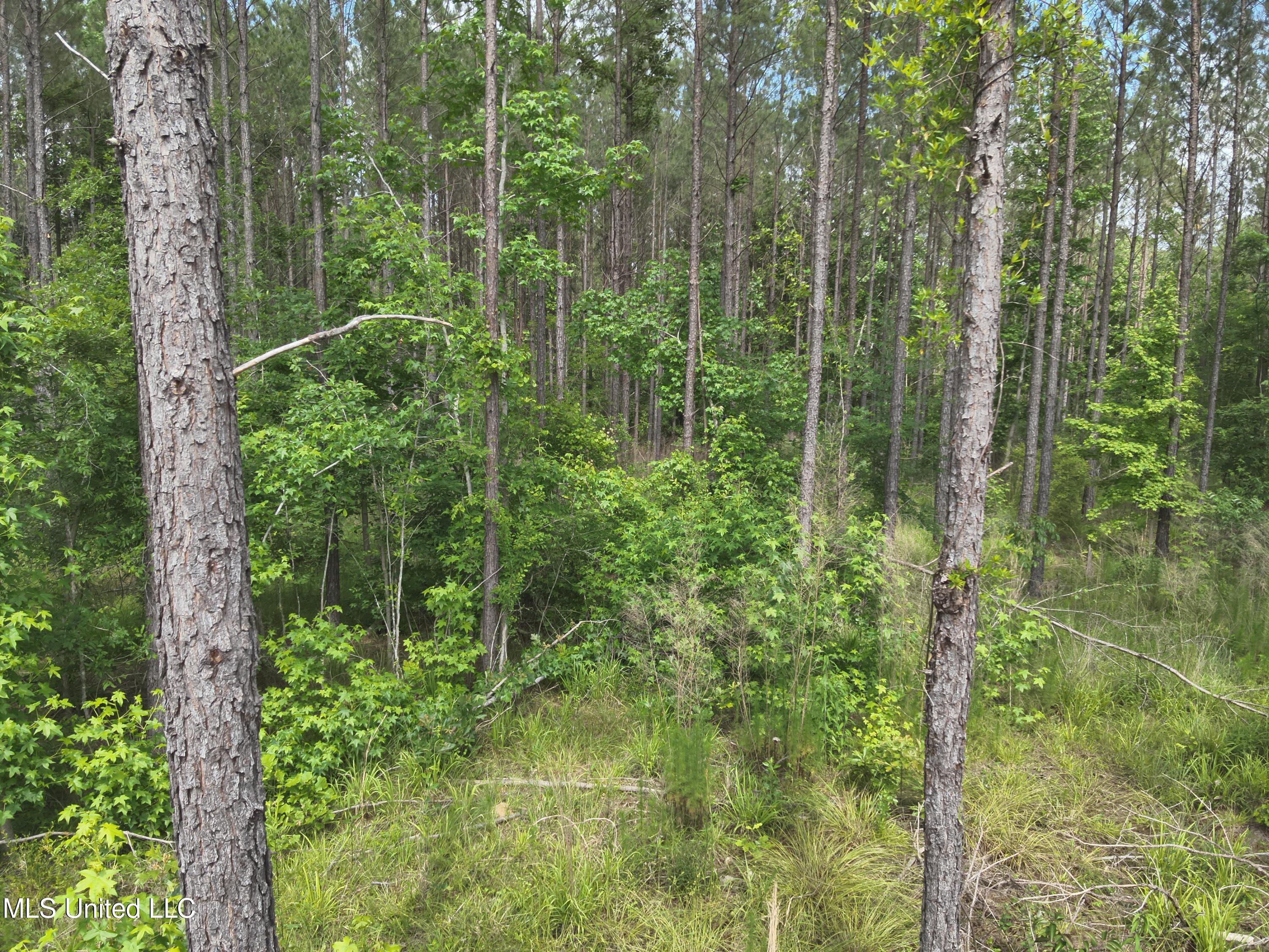 Hwy  429, Sallis, Mississippi image 19