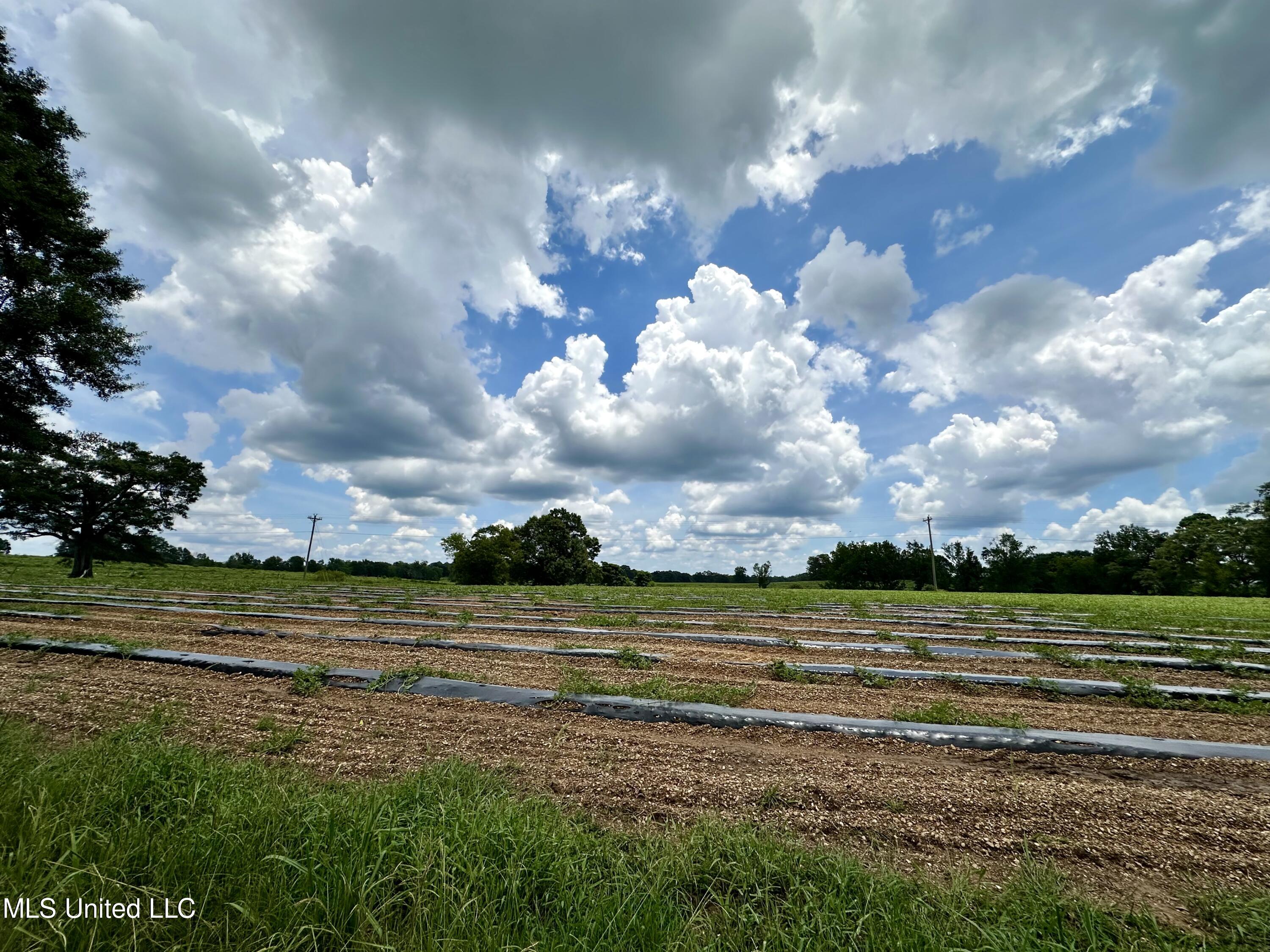 Hwy 532, Mount Olive, Mississippi image 38