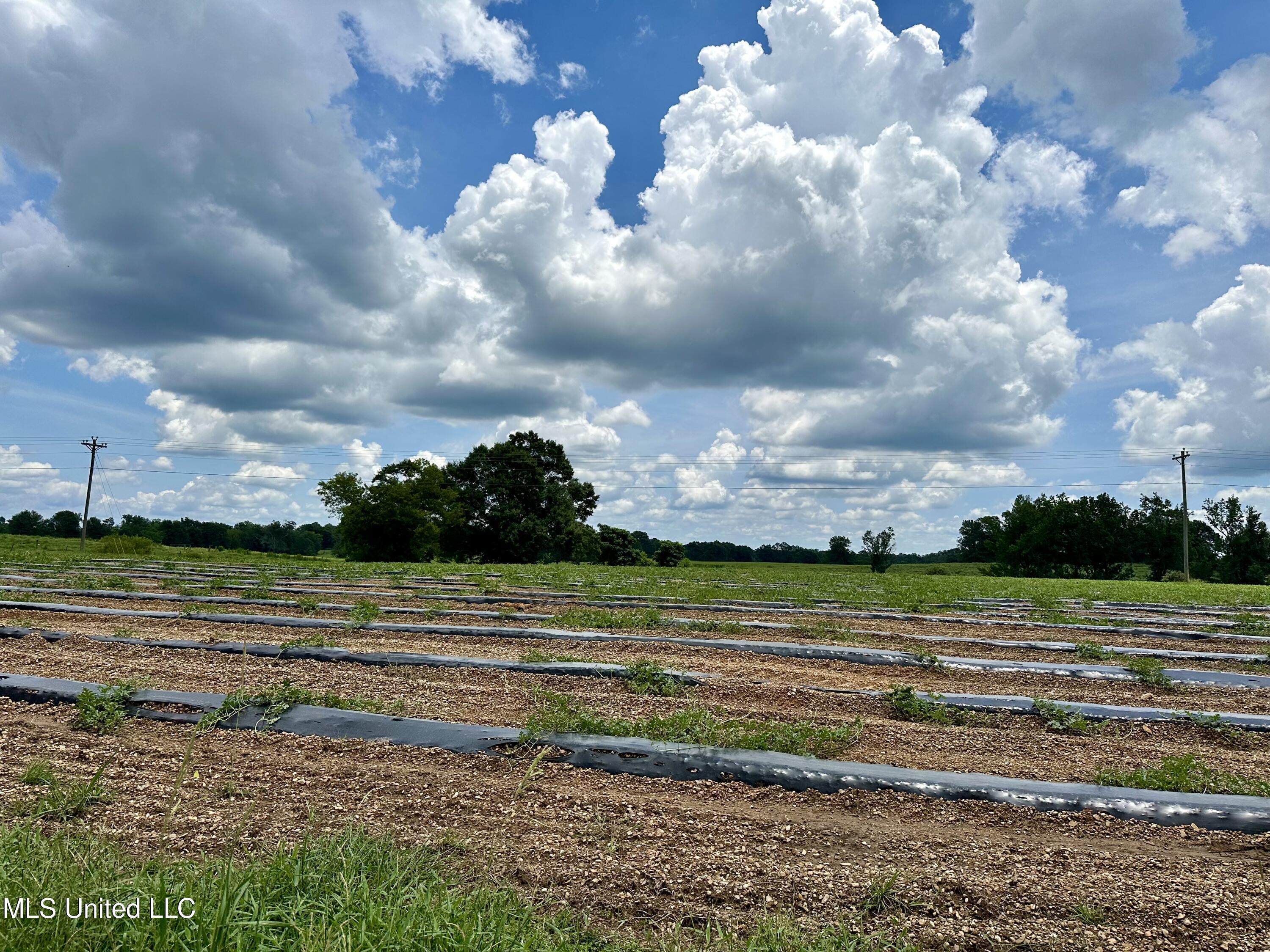 Hwy 532, Mount Olive, Mississippi image 37