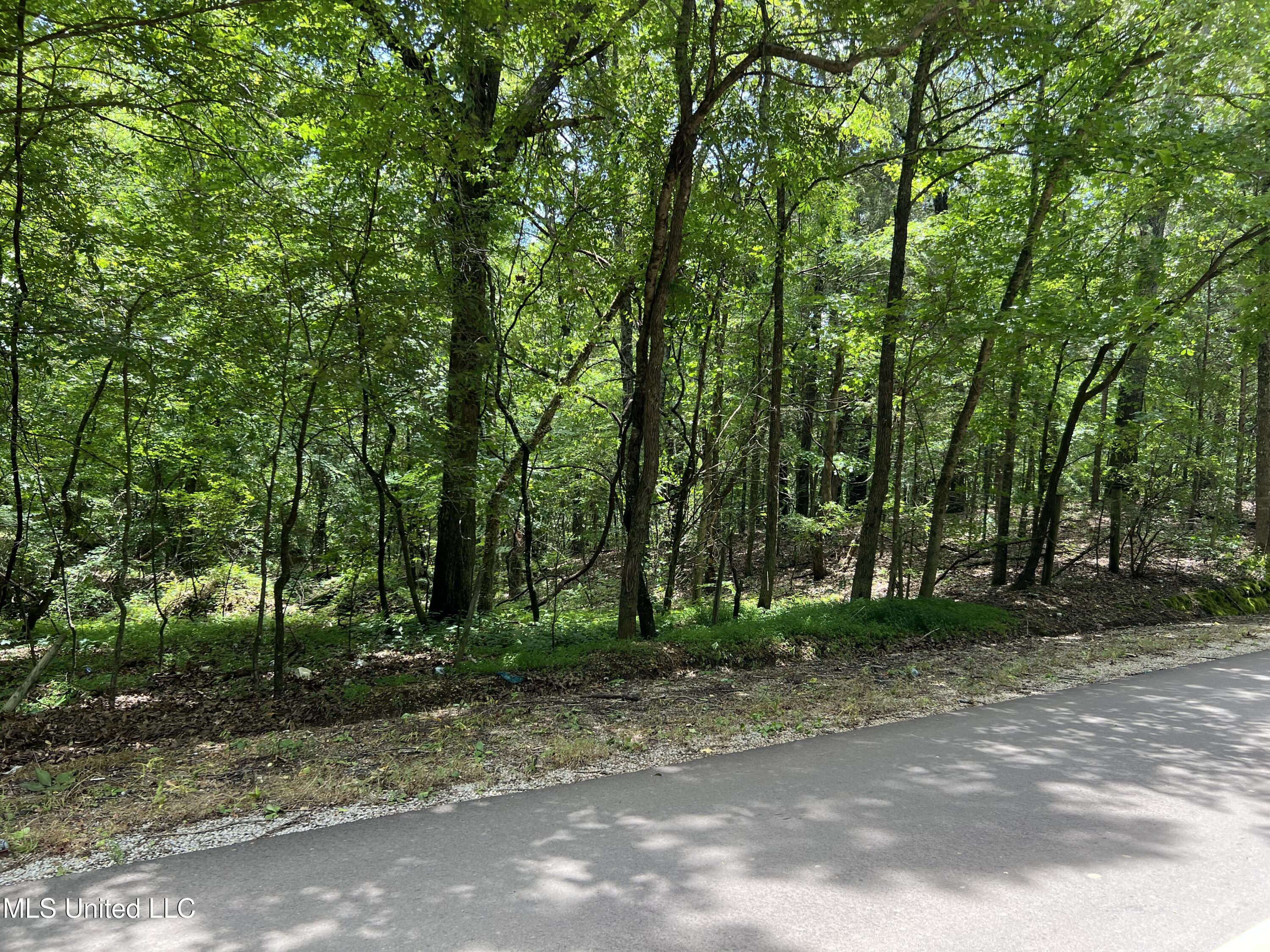 Wildcat Bottom Road, Red Banks, Mississippi image 2