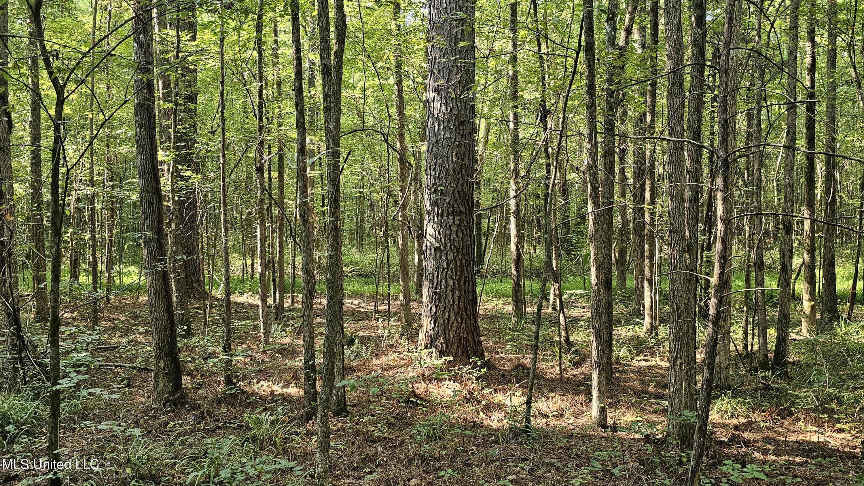 87 Country Road, Vaiden, Mississippi image 3