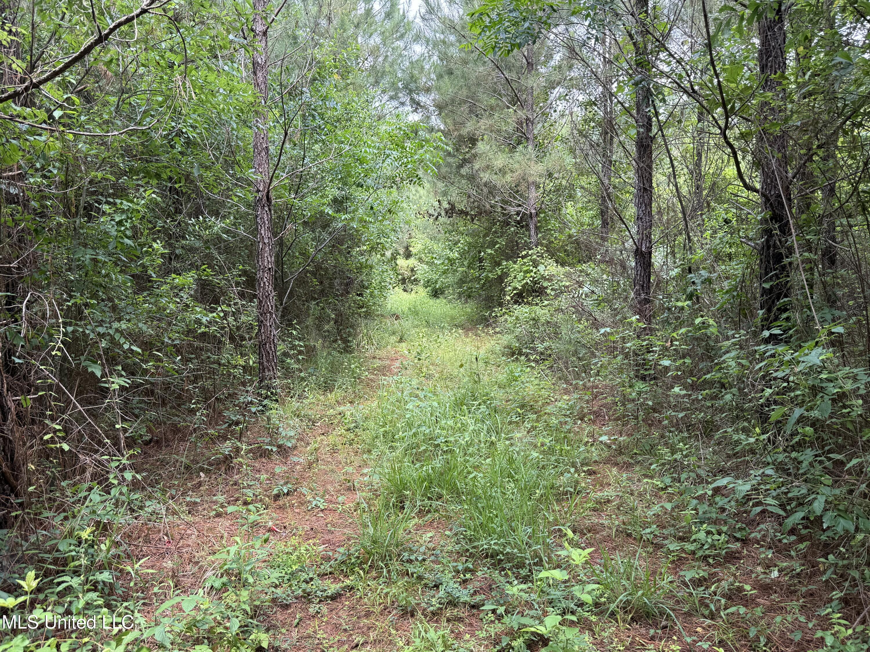 Mcneil Road Road, Little Rock, Mississippi image 2
