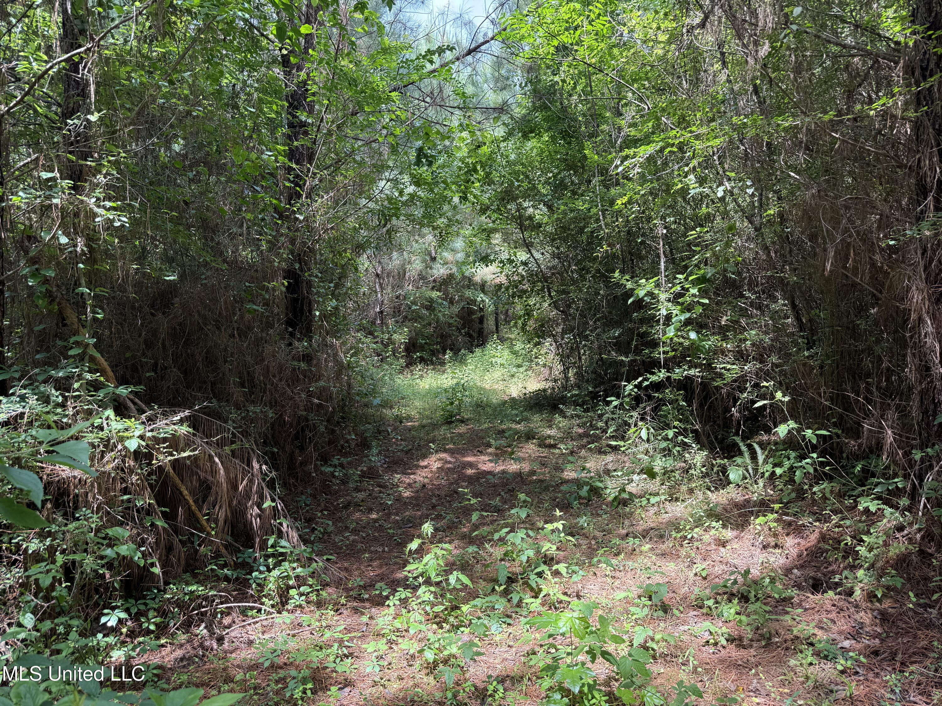 Mcneil Road Road, Little Rock, Mississippi image 13