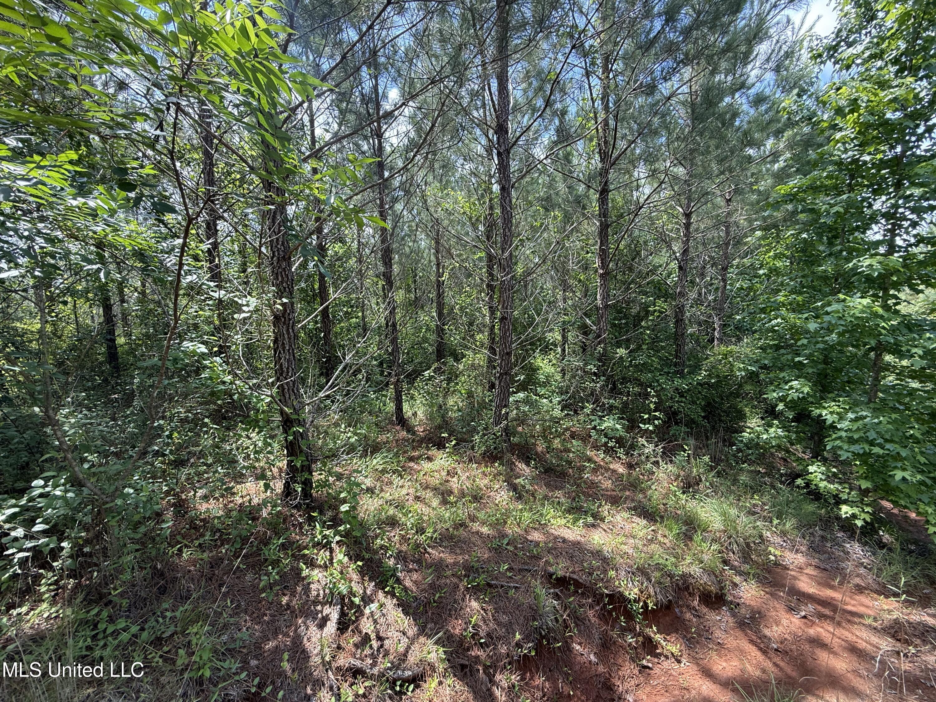 Mcneil Road Road, Little Rock, Mississippi image 5