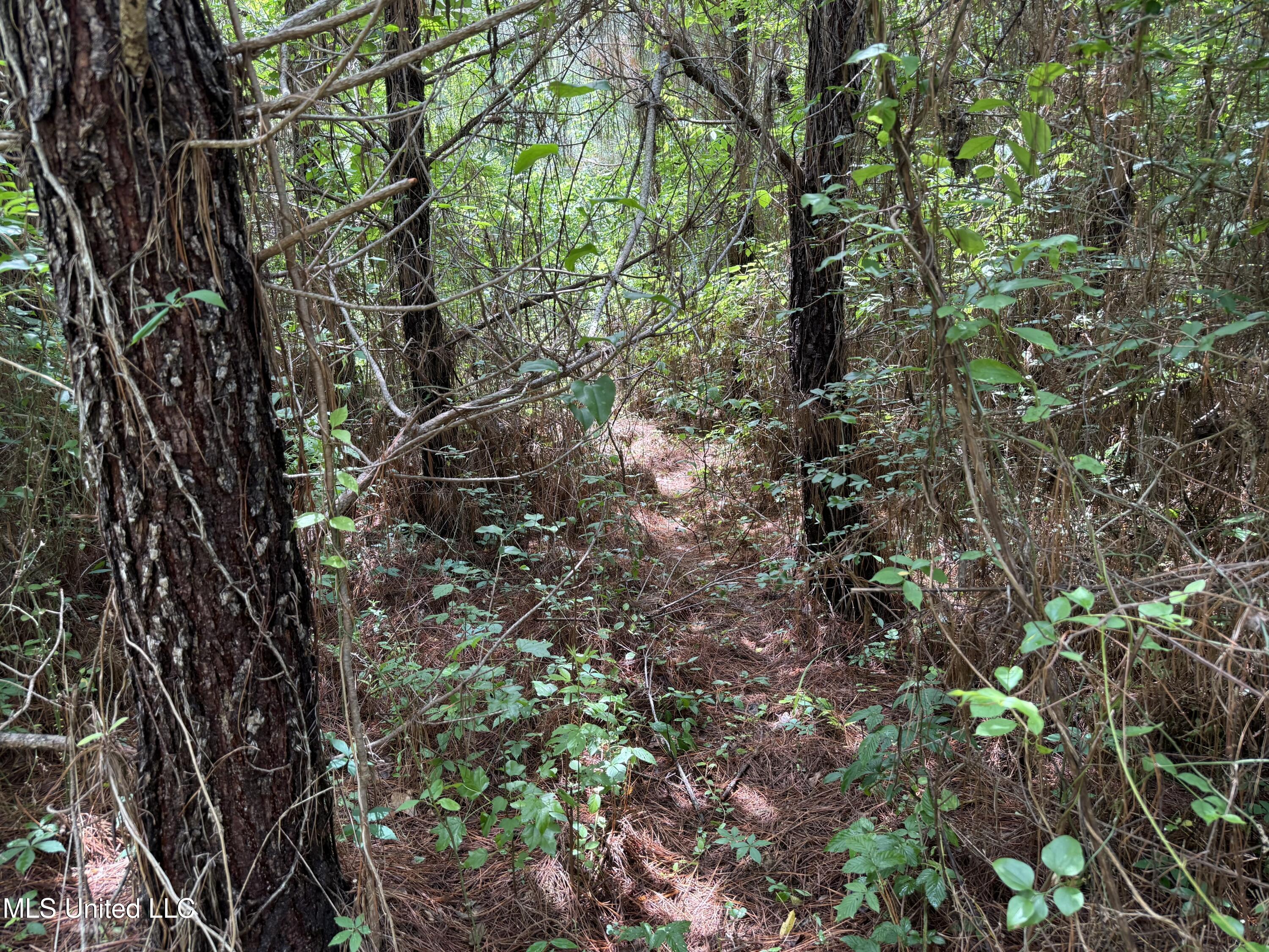 Mcneil Road Road, Little Rock, Mississippi image 12