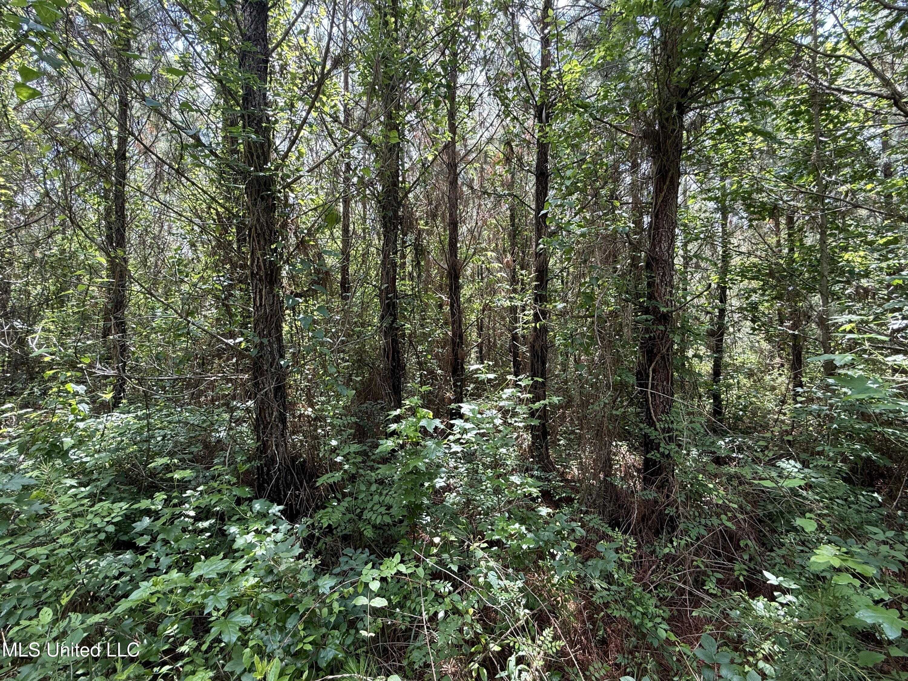 Mcneil Road Road, Little Rock, Mississippi image 4